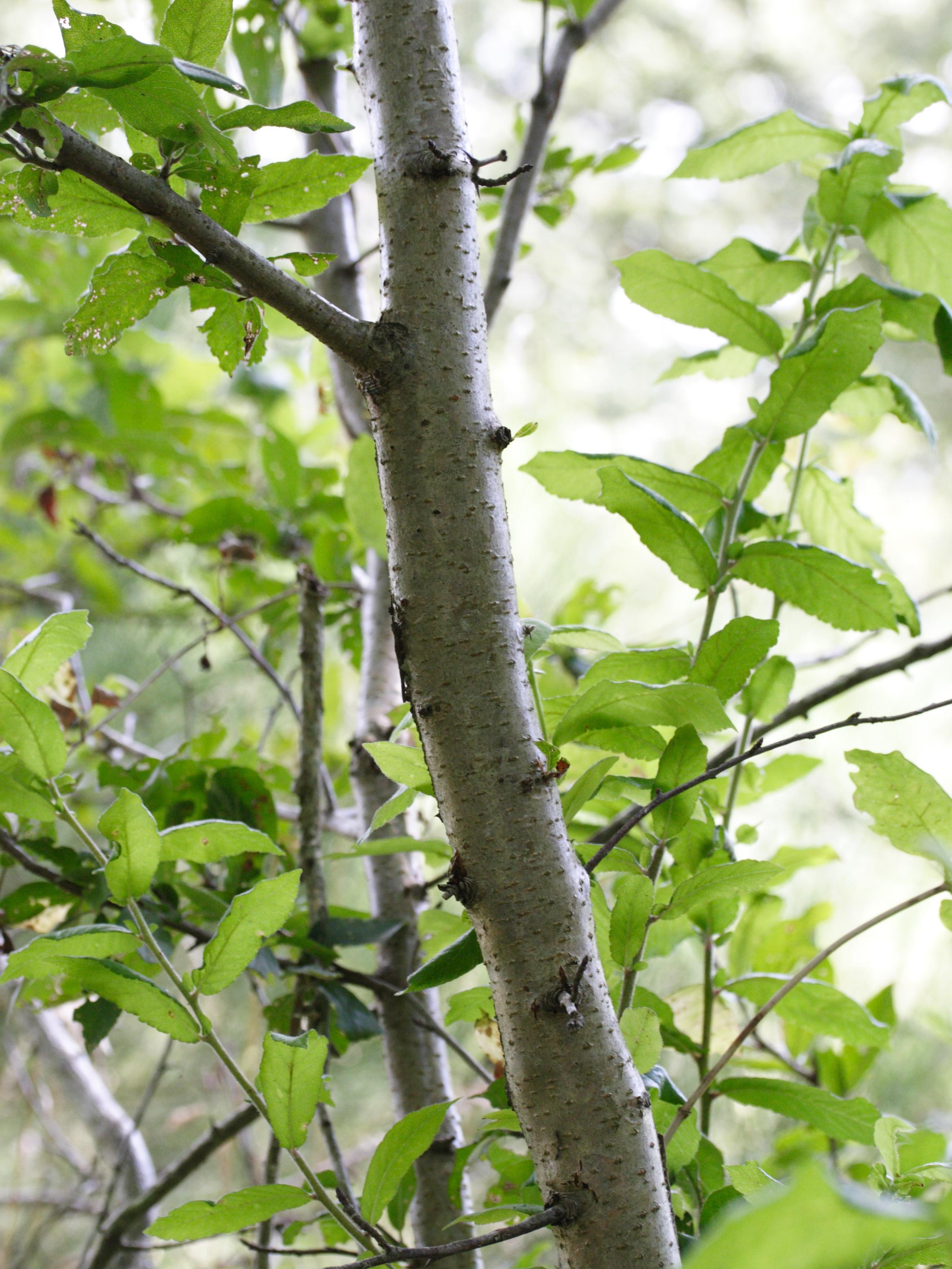 mespilus_germanica4md