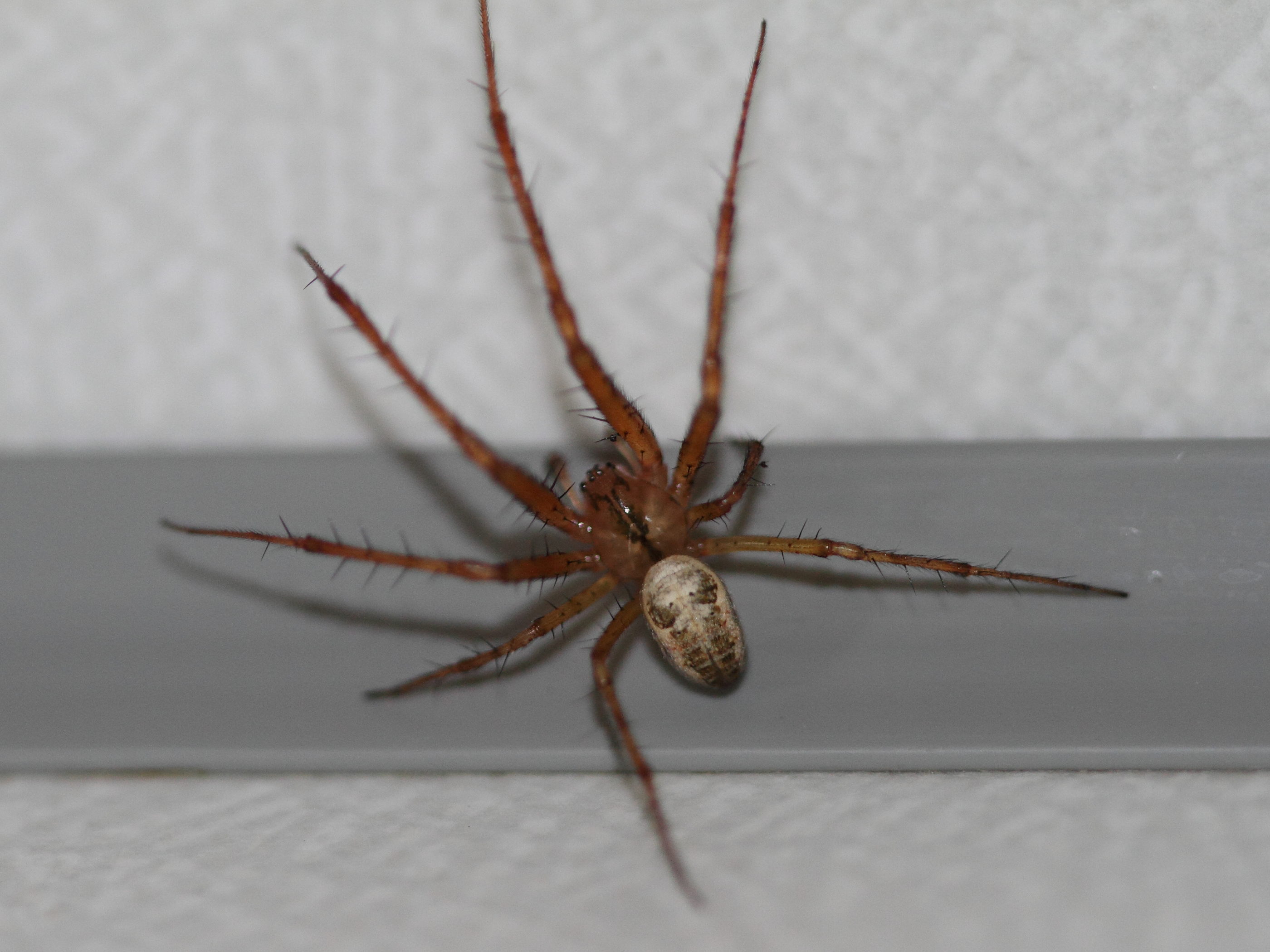 metellina_segmentata-mengei1bd