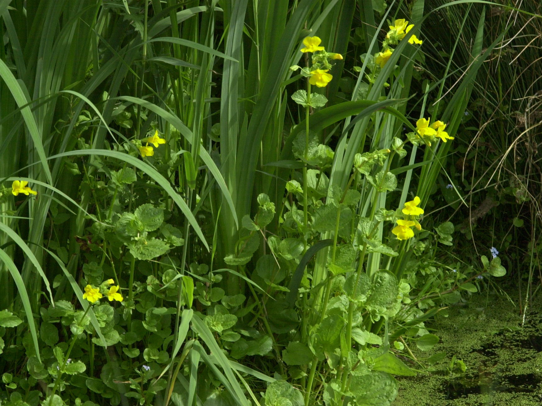 Afficher le média mimulus_guttatus1md mimulus_guttatus1md