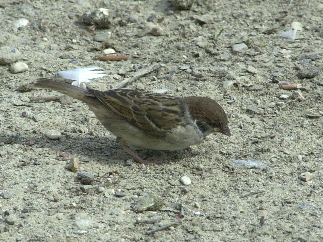 moineau_friquet_-_passer_montanus1bd