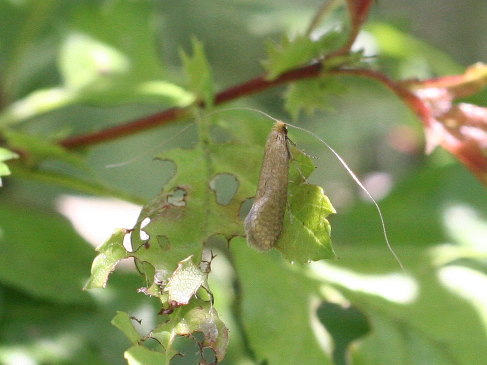 nematopogon_swammerdamella1md