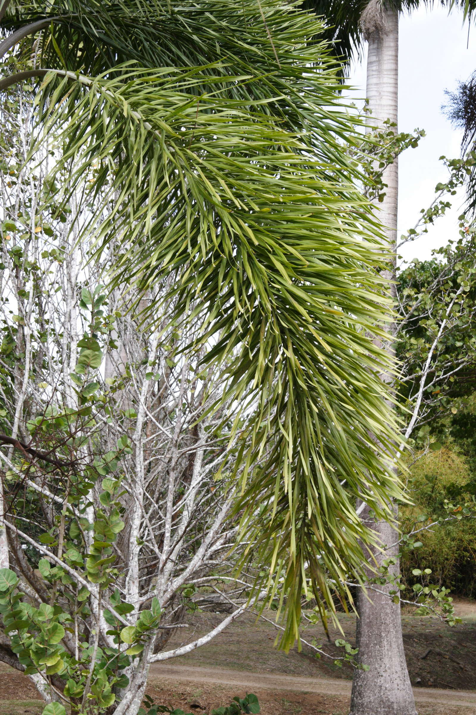 normanbya_normanbyi2md