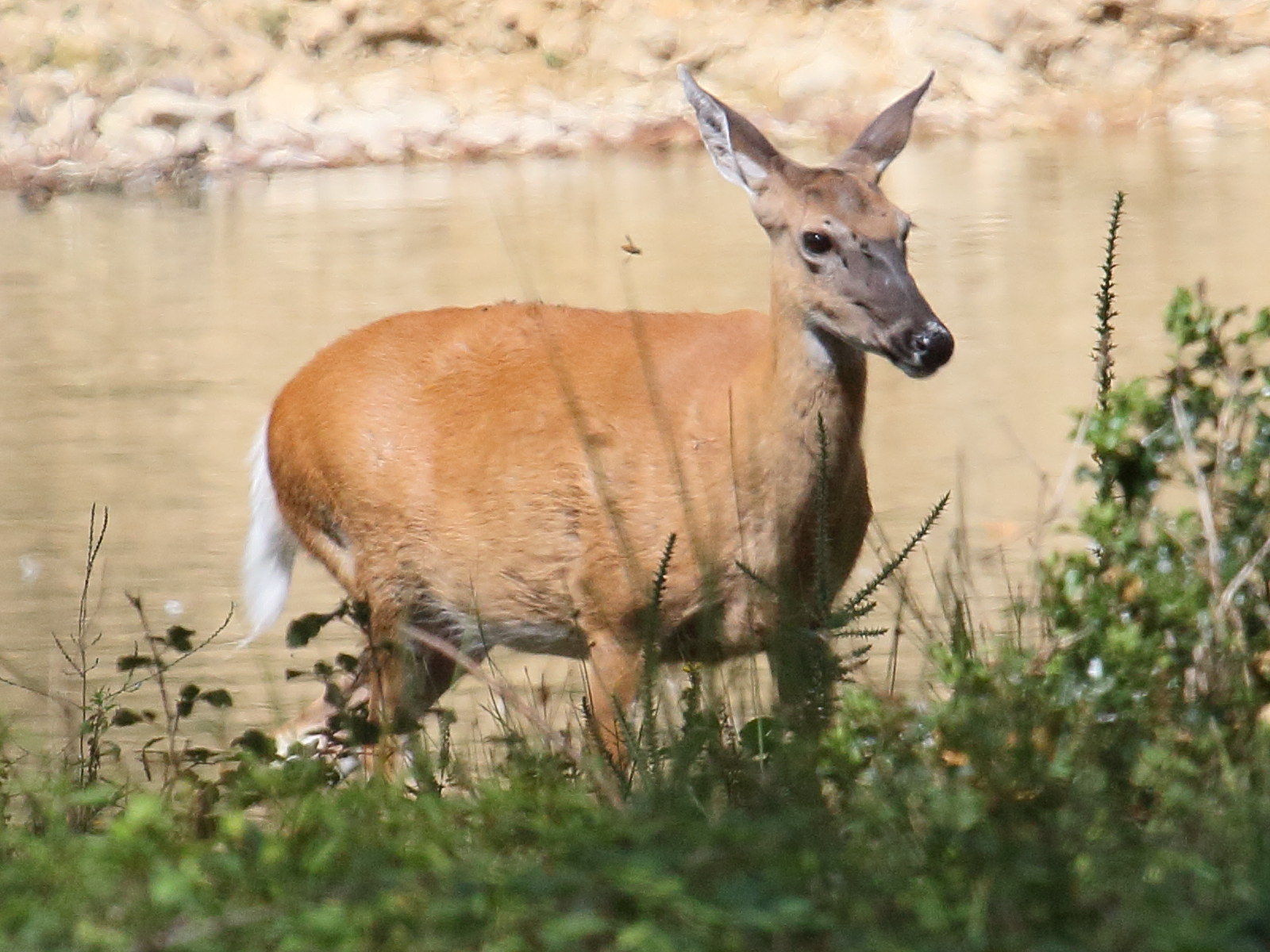 odocoileus_virginianus4bd