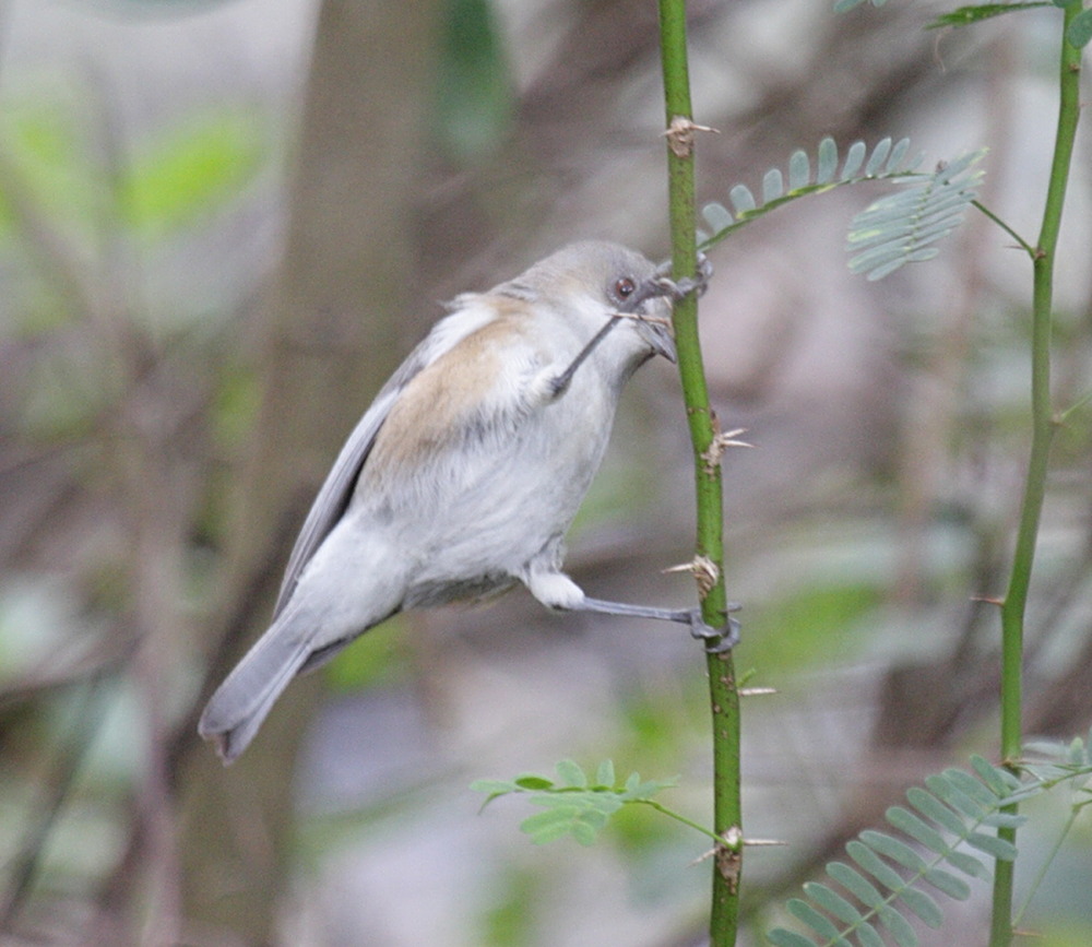 oiseau_lunettes_gris_-_zosterops_b_borbonicus4bd