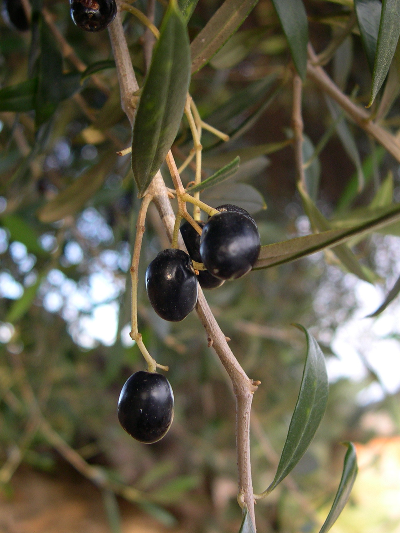 Afficher le média olea_europaea_sylvestris1md olea_europaea_sylvestris1md