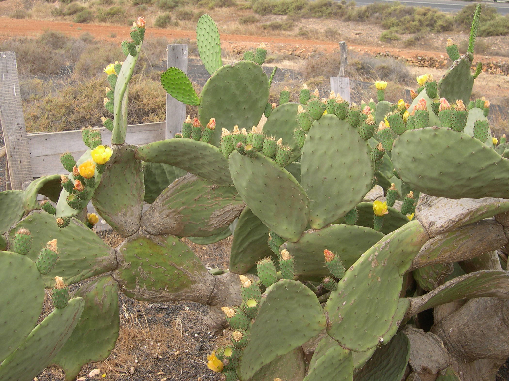 opuntia_ficus-indica1cd