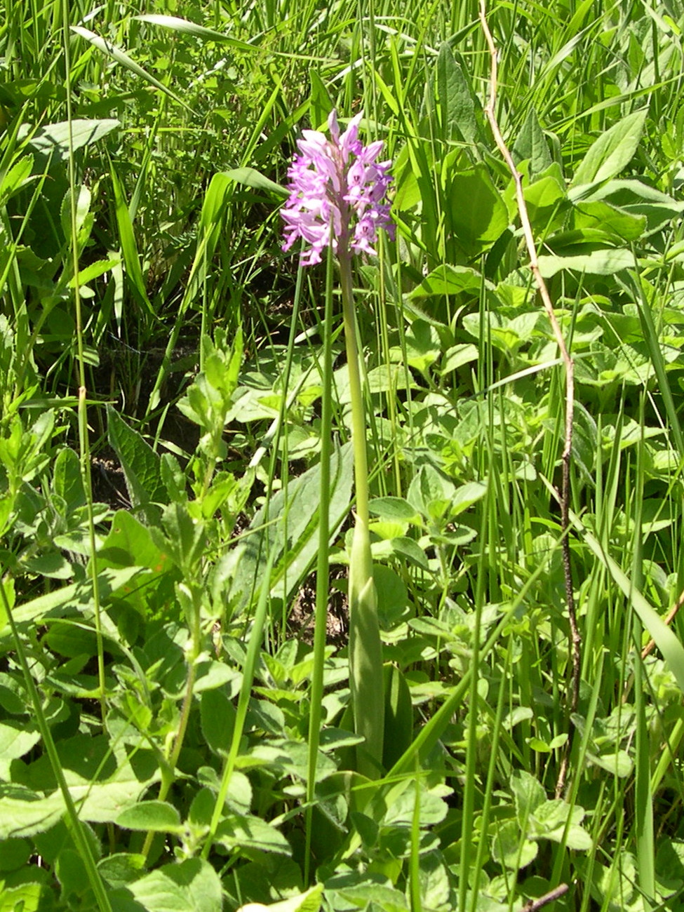 Afficher le média orchis_militaris1md orchis_militaris1md