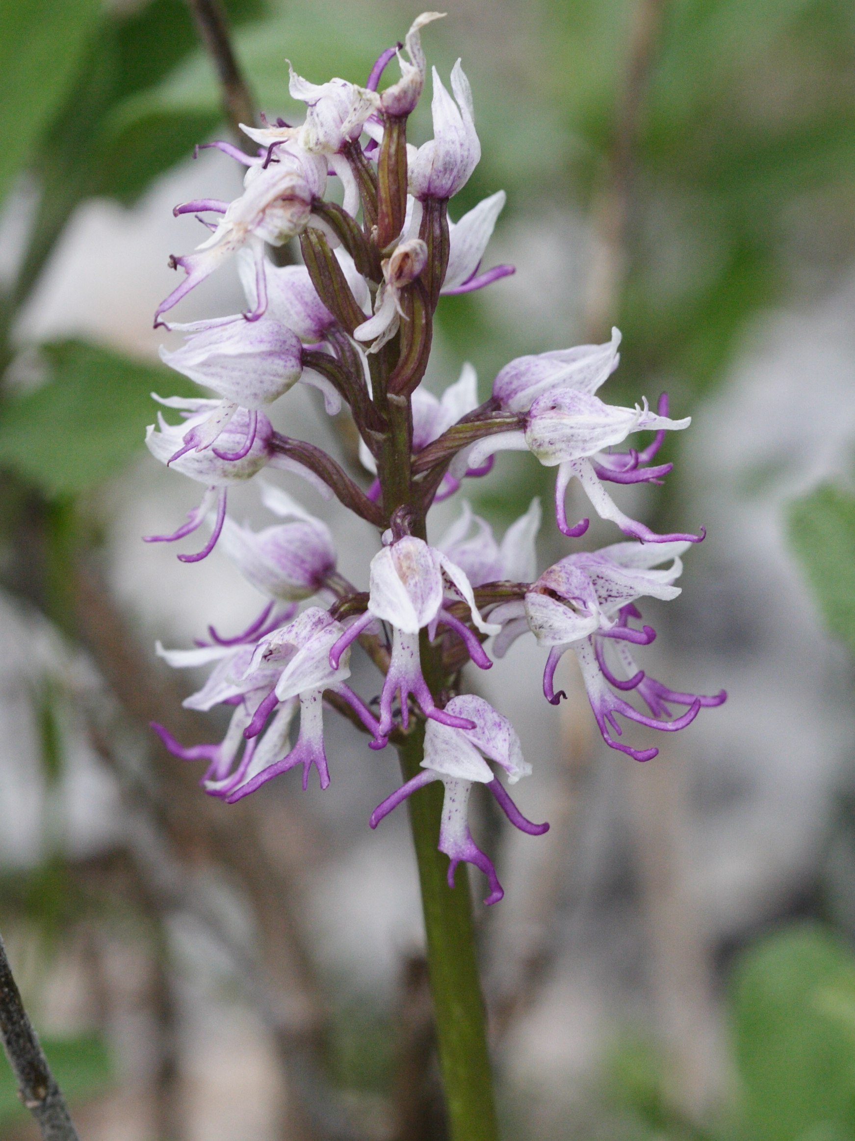 orchis_simia1md