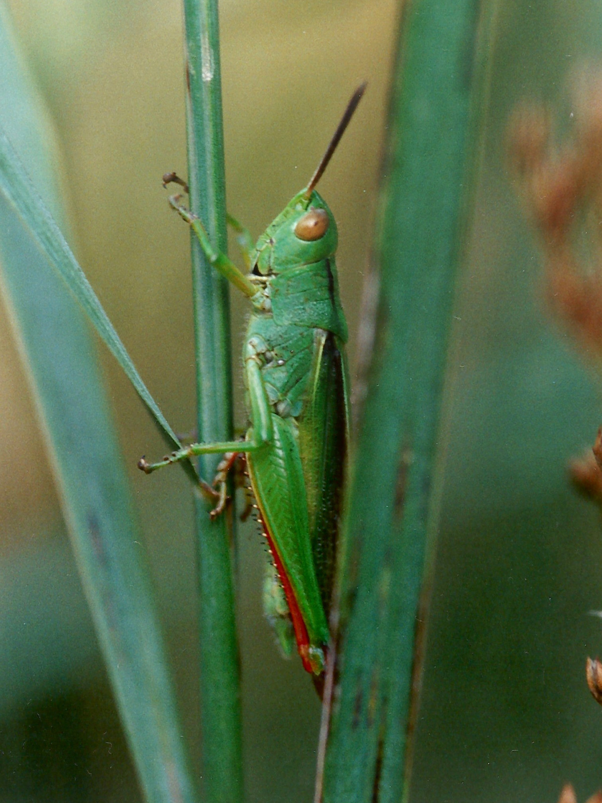 paracinema_tricolor1md
