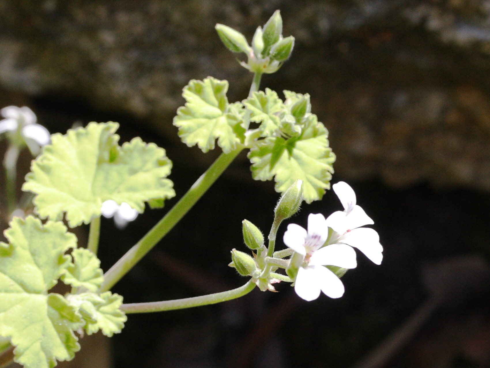 pelargonium_odoratissimum2md