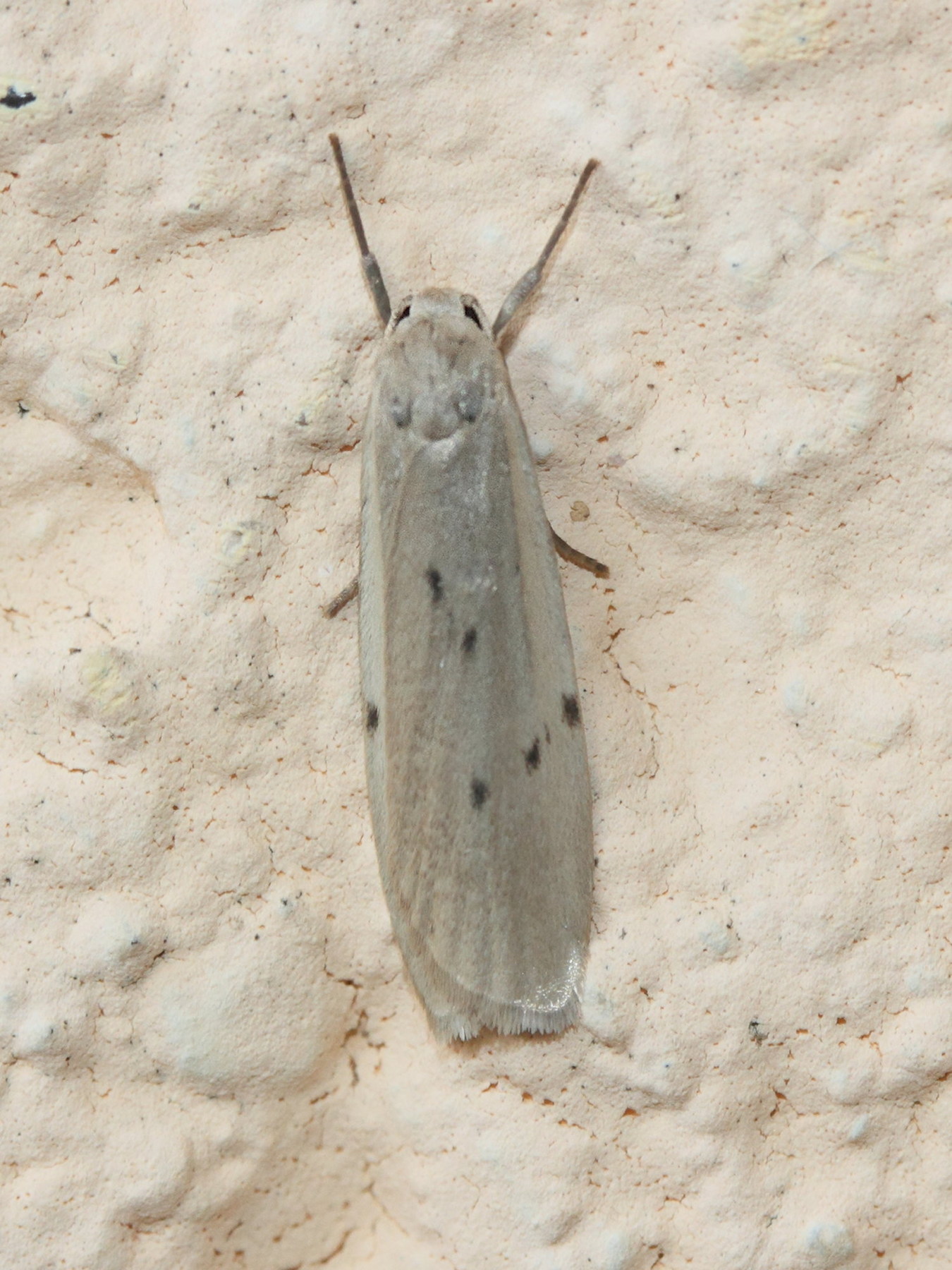 Afficher le média pelosia_muscerda1md pelosia_muscerda1md