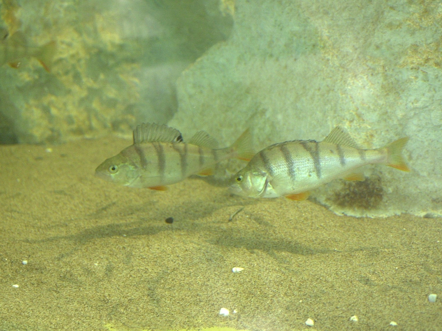 perca_fluviatilis1bd