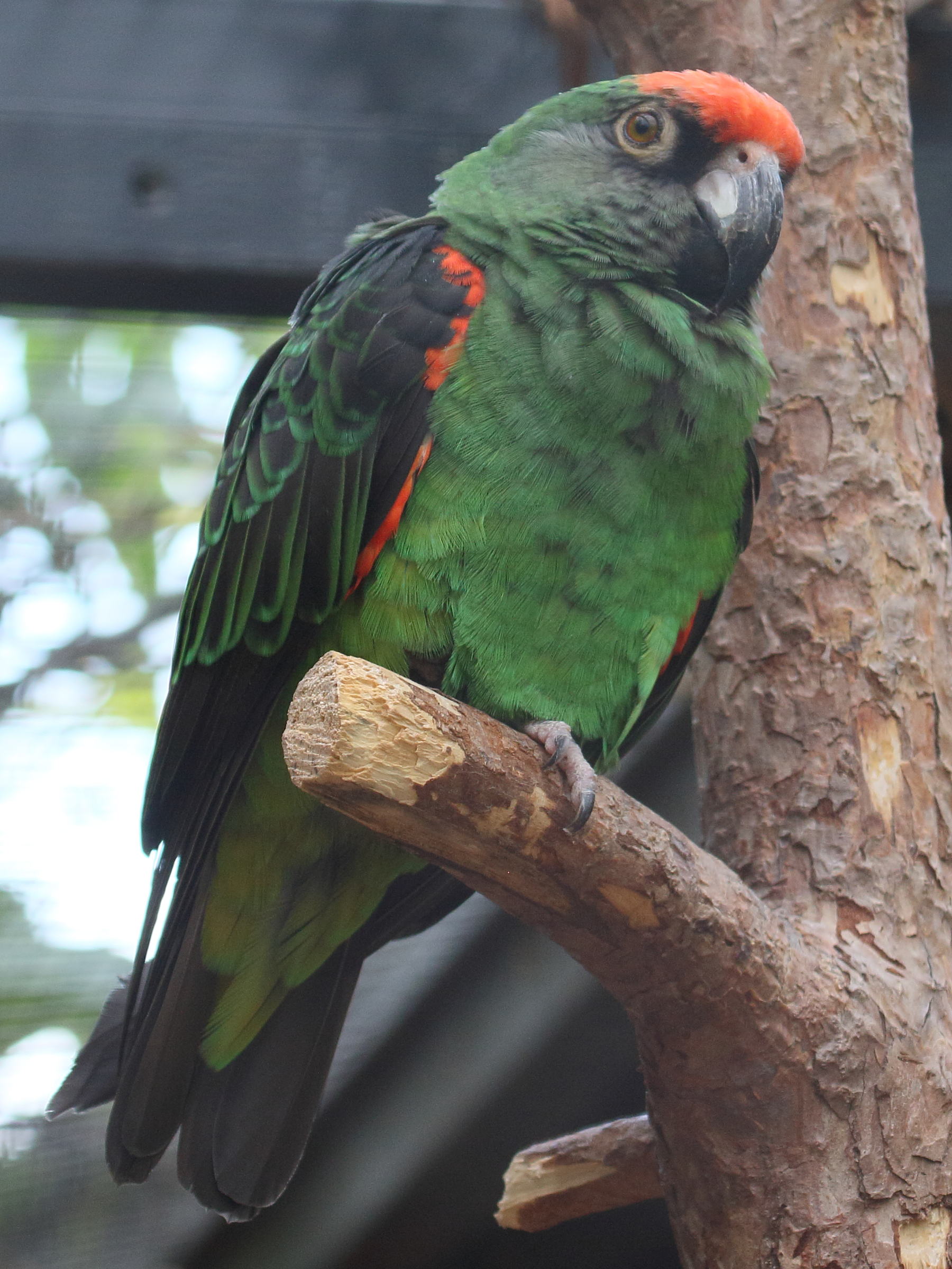 perroquet_a_calotte_rouge_-_poicephalus_gulielmi2bd