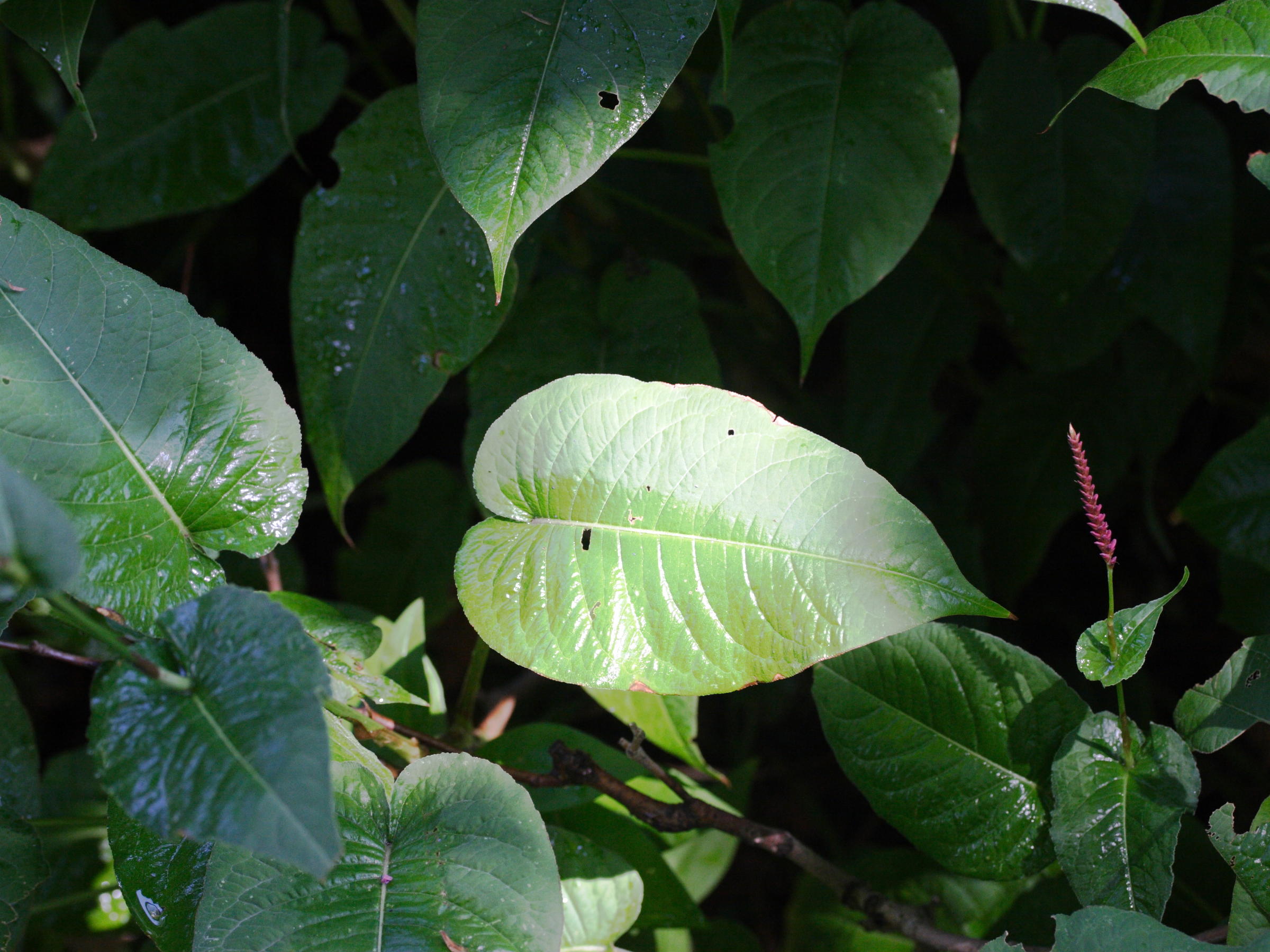 Afficher le média Persicaria_amplexicaulis Persicaria_amplexicaulis