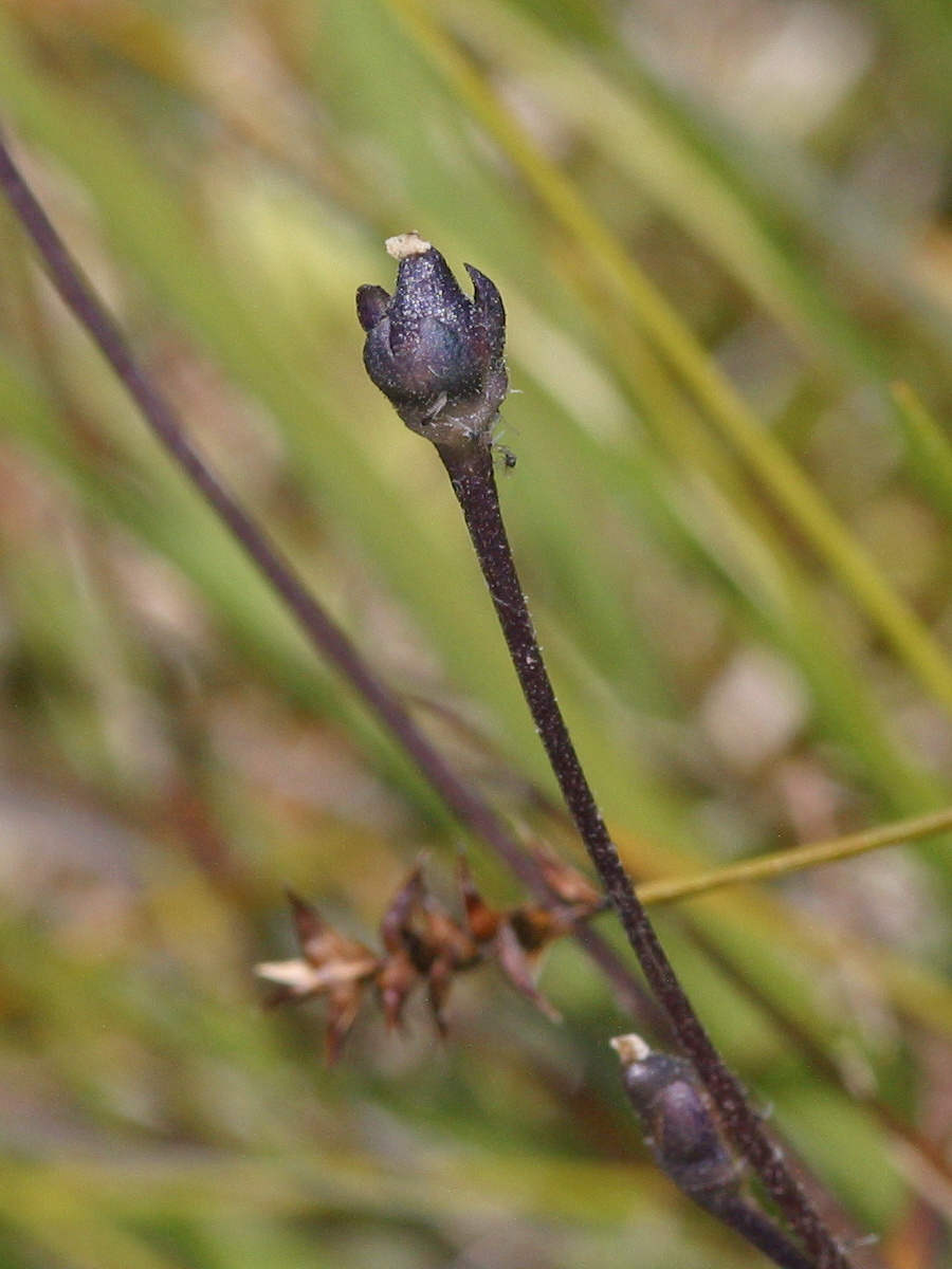 Afficher le média pinguicula_vulgaris6md pinguicula_vulgaris6md
