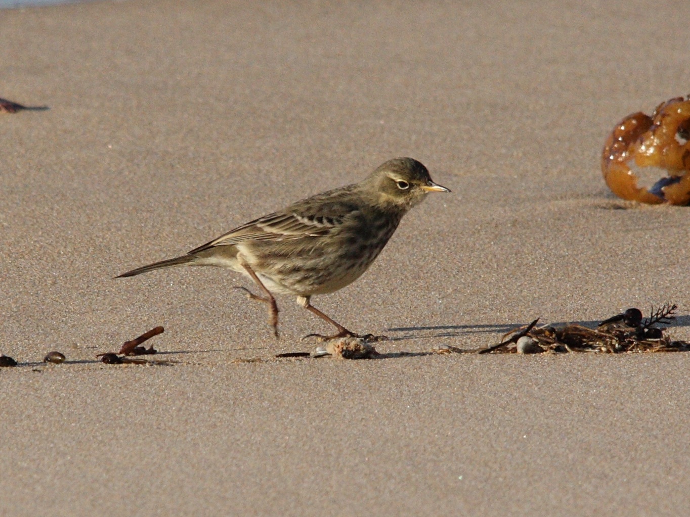 pipit_farlouse_-_anthus_pratensis5bd