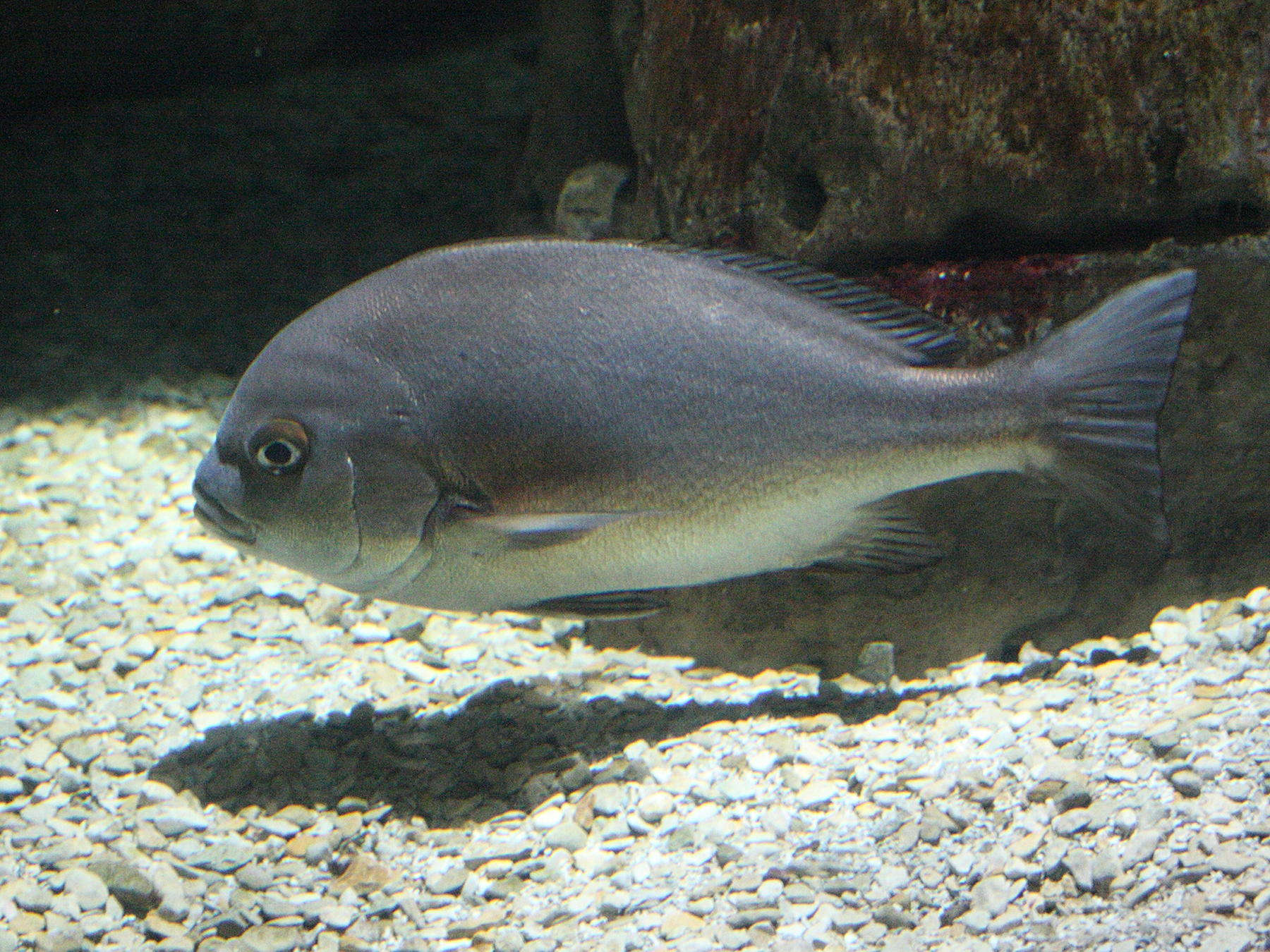 pomadasys_incisus1md