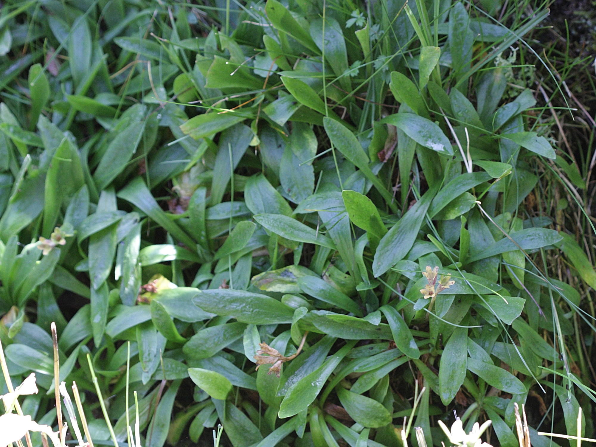 Afficher le média Primula_integrifolia Primula_integrifolia