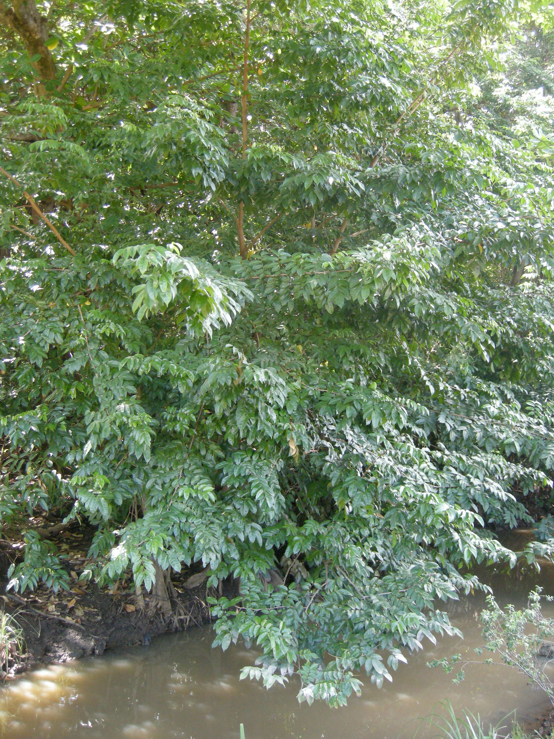 pterocarpus_officinalis1md