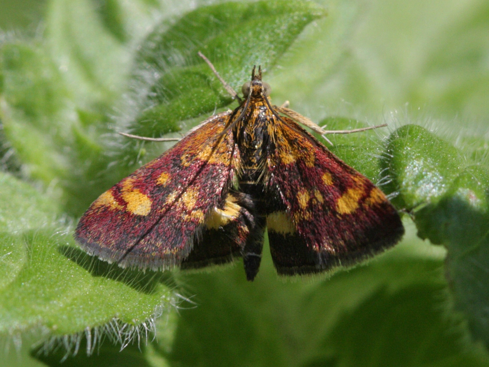 pyrausta_purpuralis2bd