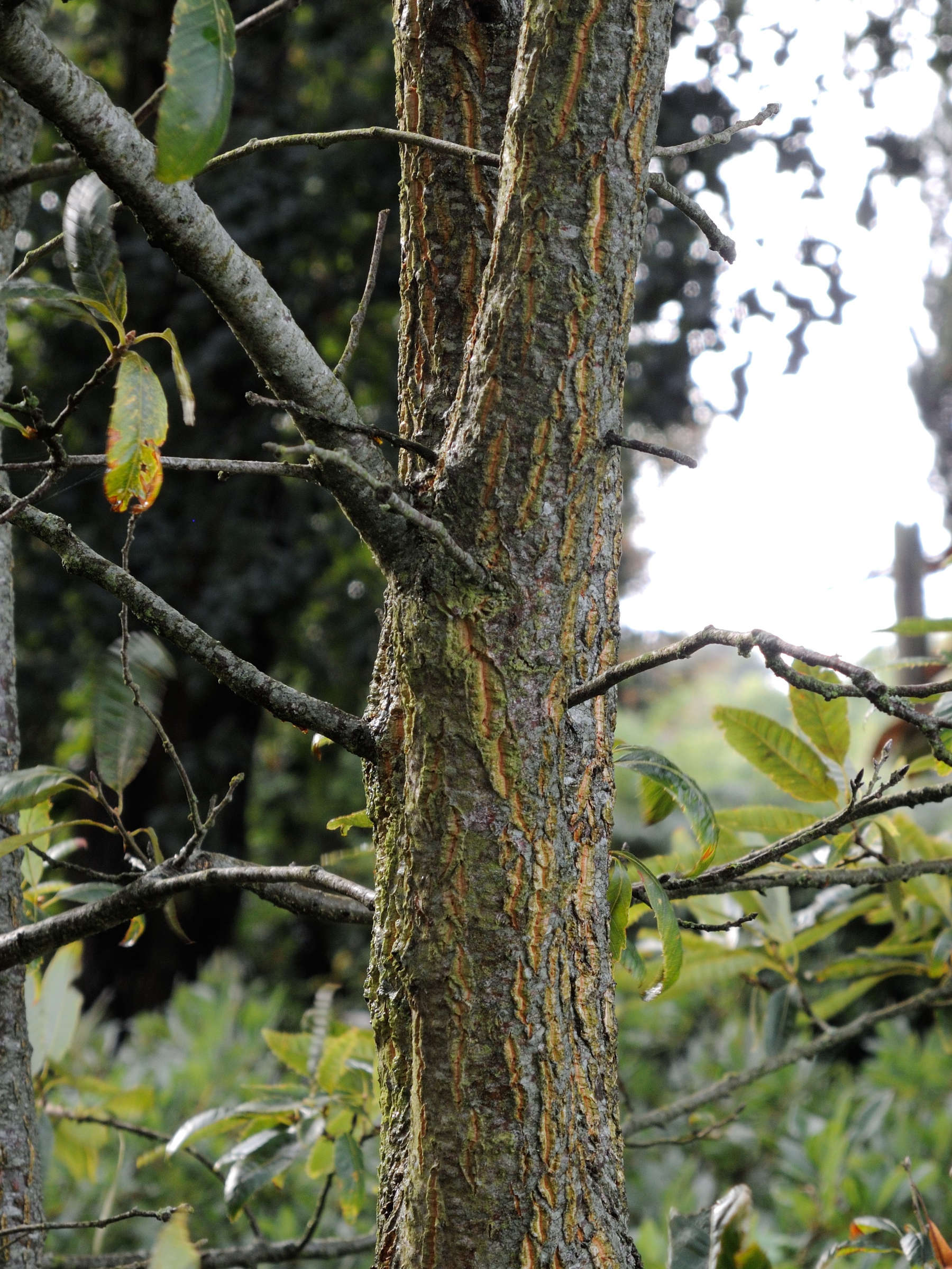 quercus_acutissima3md