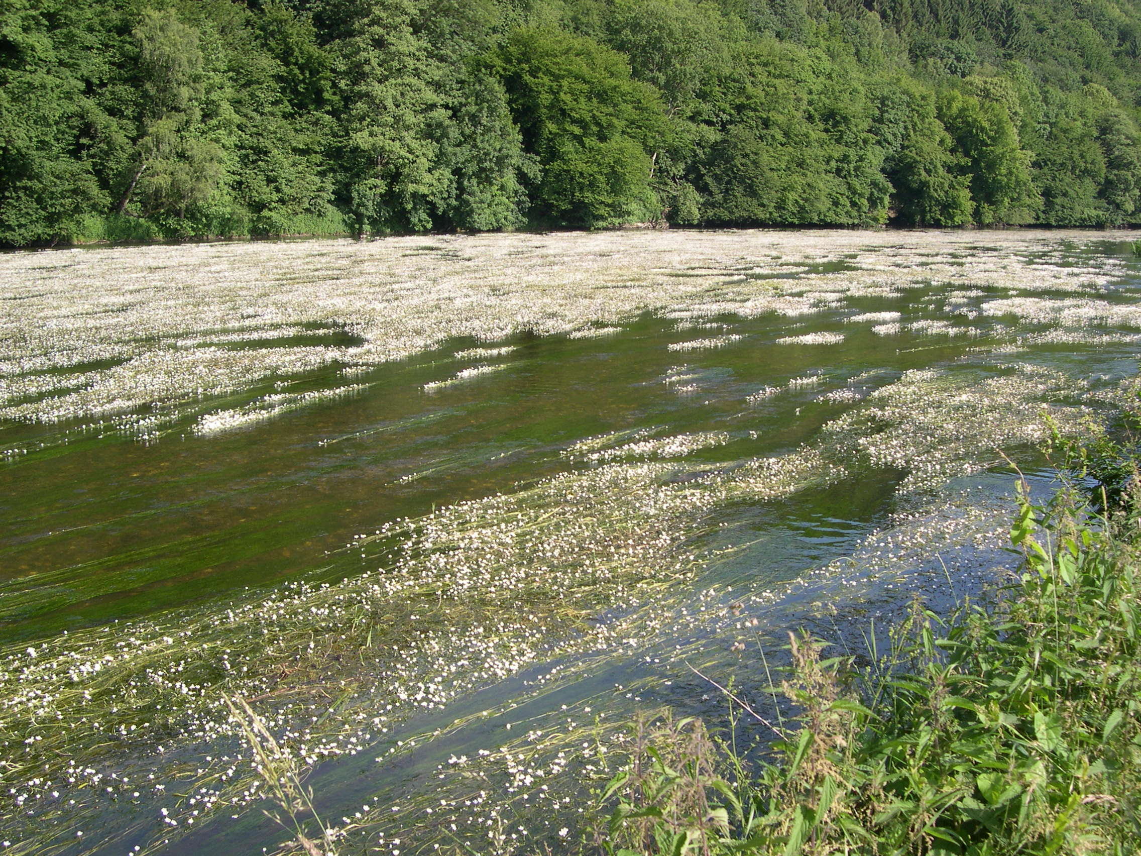 Afficher le média ranunculus_fluitans1md ranunculus_fluitans1md