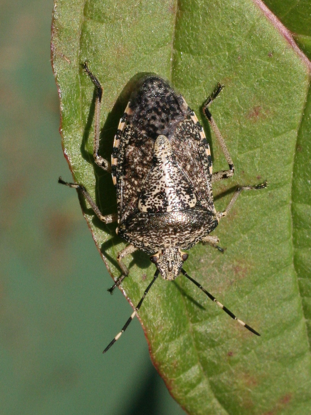 rhaphigaster_nebulosa