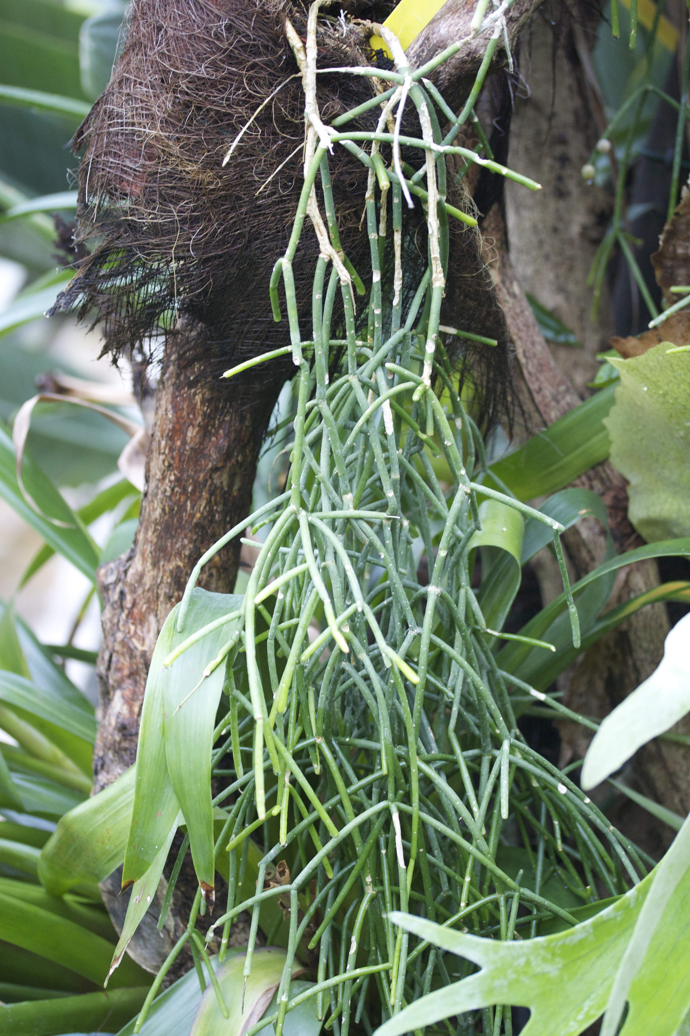 Afficher le média rhipsalis_cassutha1md rhipsalis_cassutha1md