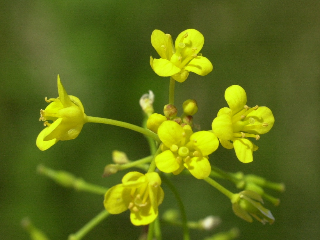 Afficher le média rorippa_amphibia4md rorippa_amphibia4md