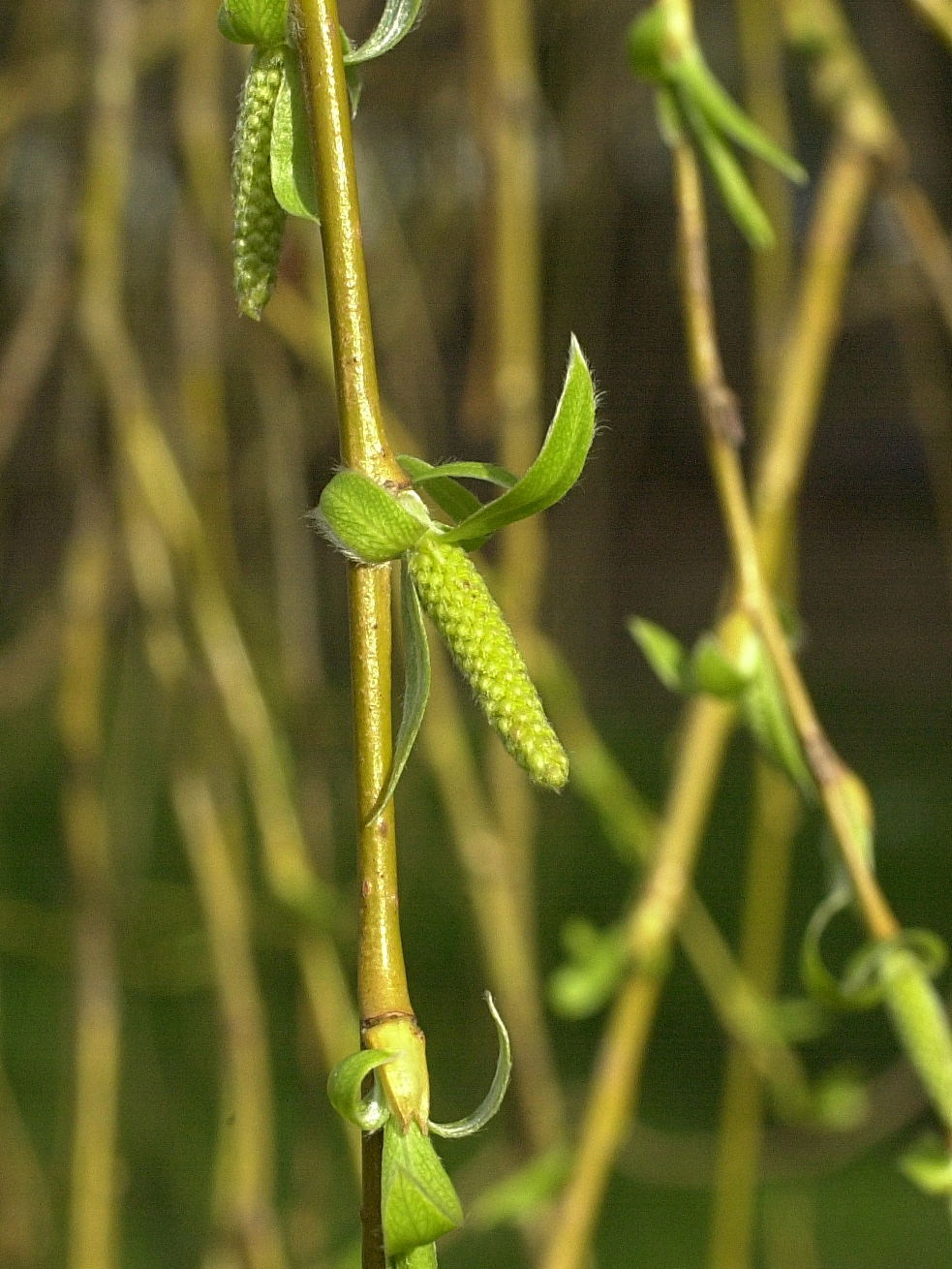 Afficher le média salix_babylonica2md salix_babylonica2md