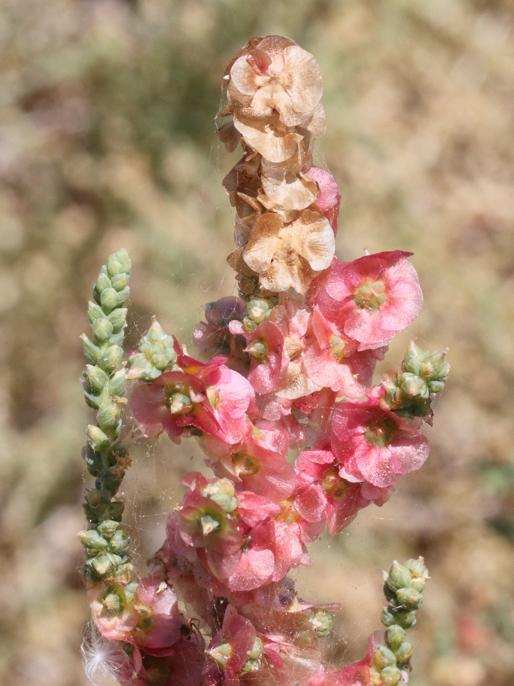 salsola_vermiculata2md