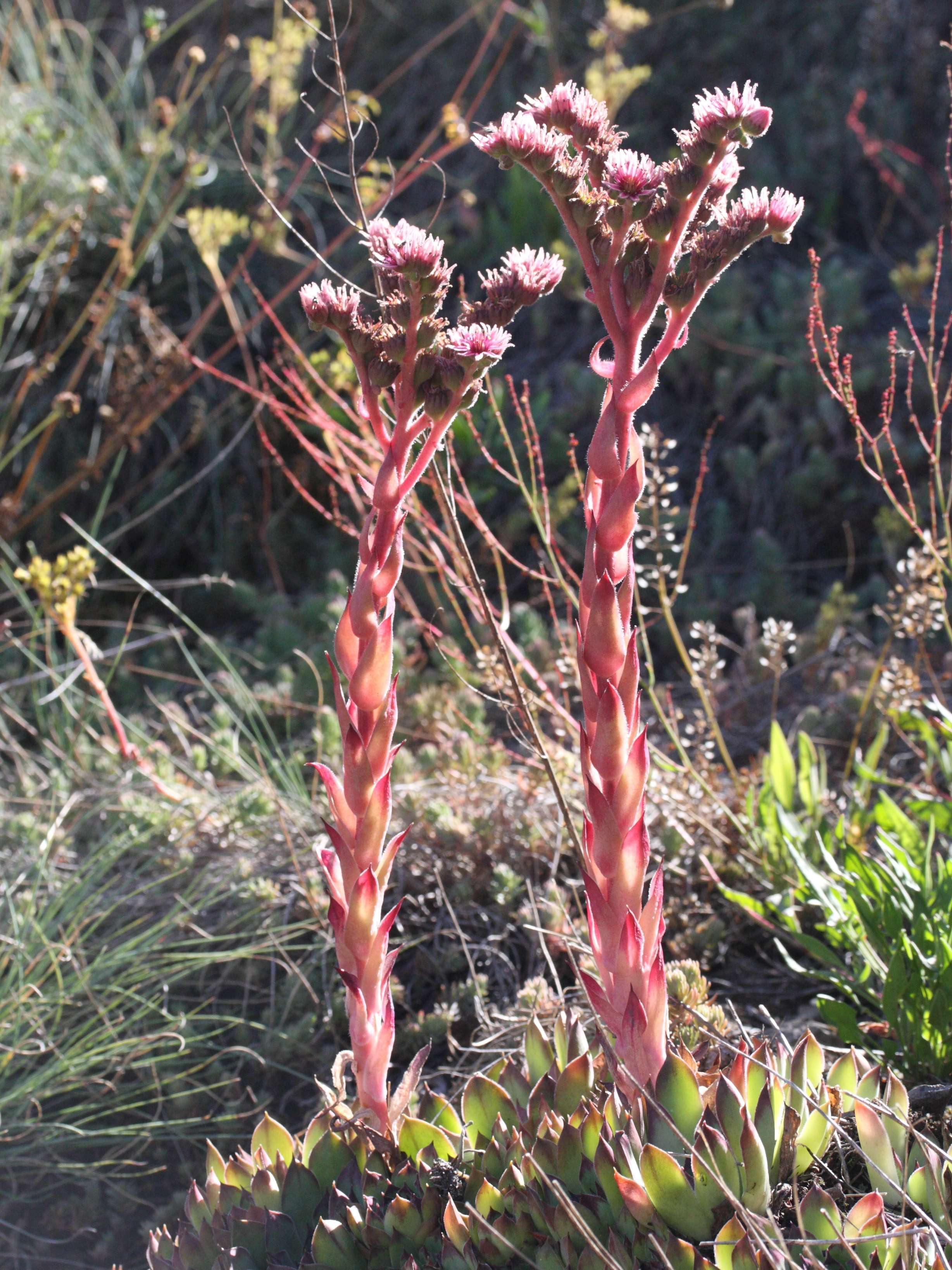 Sempervivum_tectorum