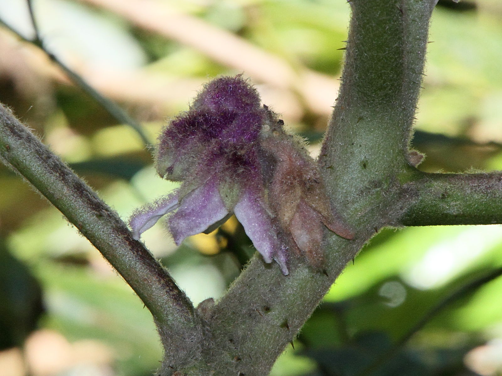 Afficher le média solanum_quitoense3md solanum_quitoense3md