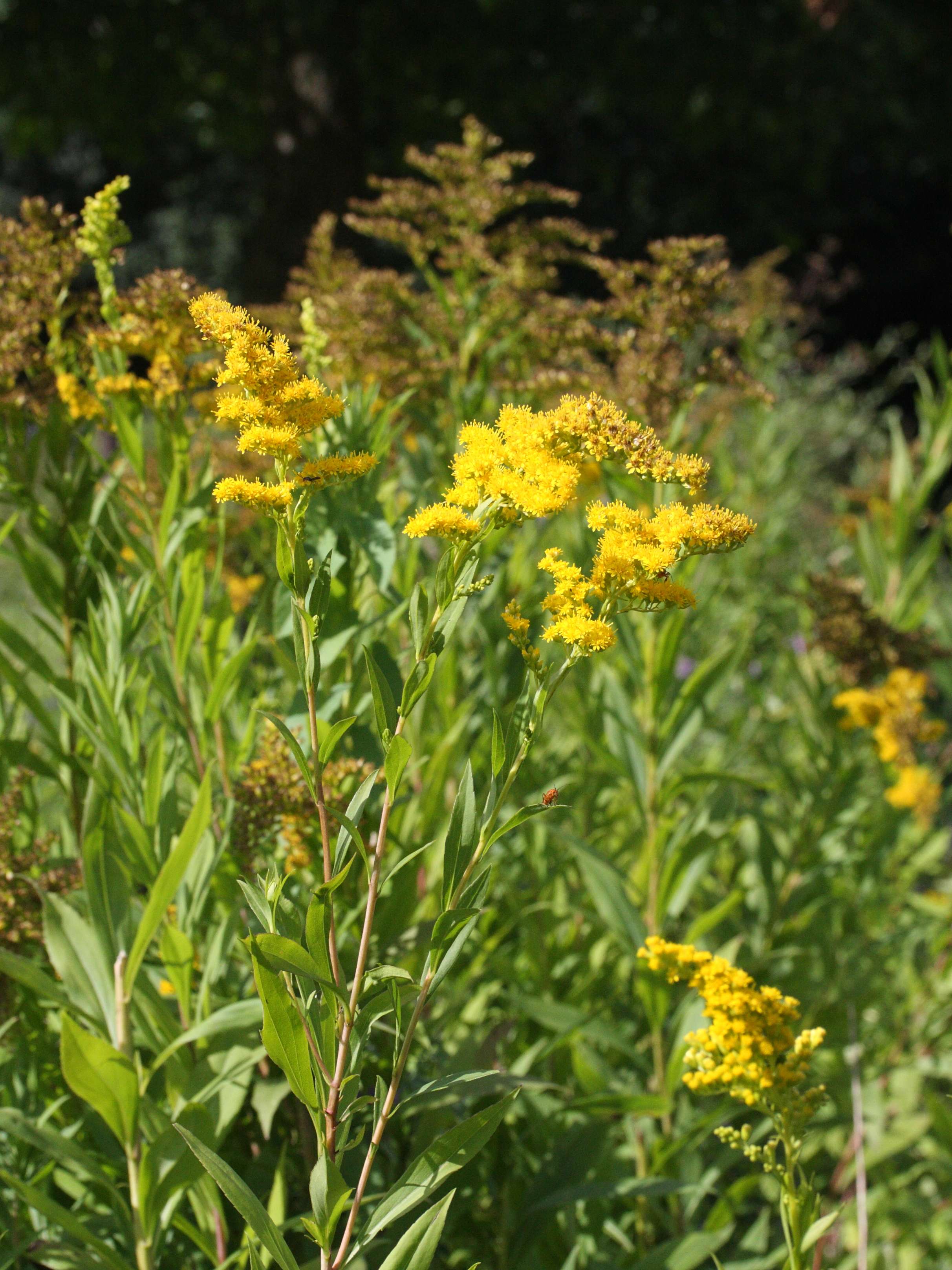 solidago_gigantea1amd