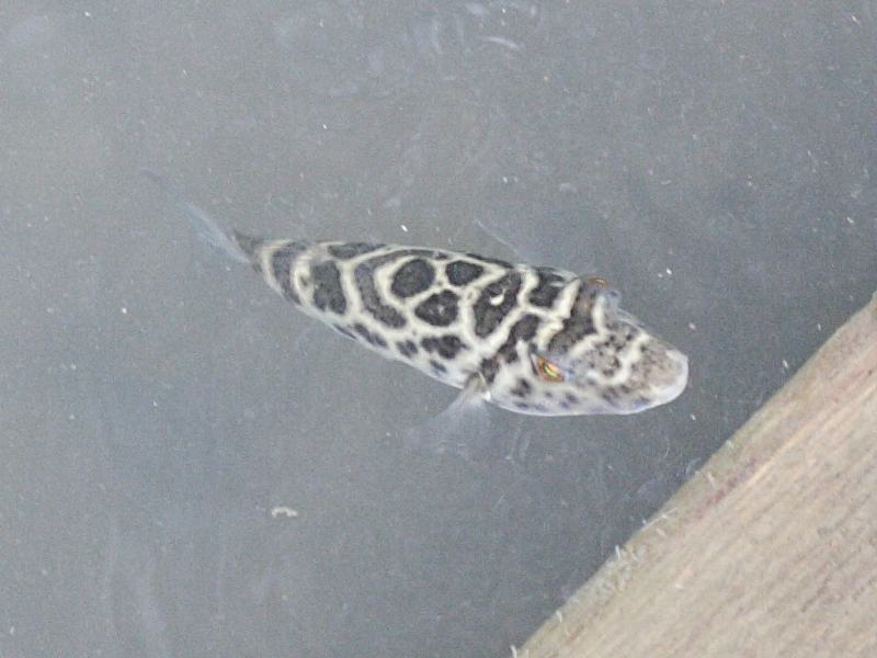 sphoeroides_testudineus1md