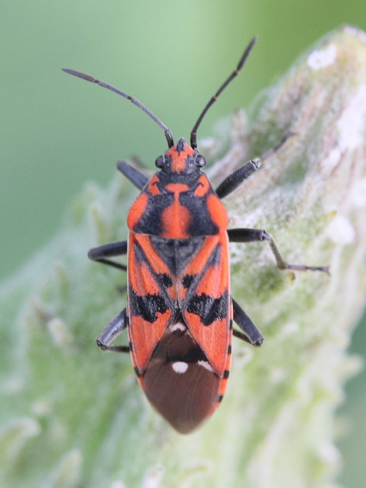 spilostethus_pandurus5md