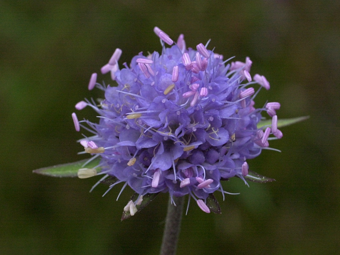 succisa_pratensis2md