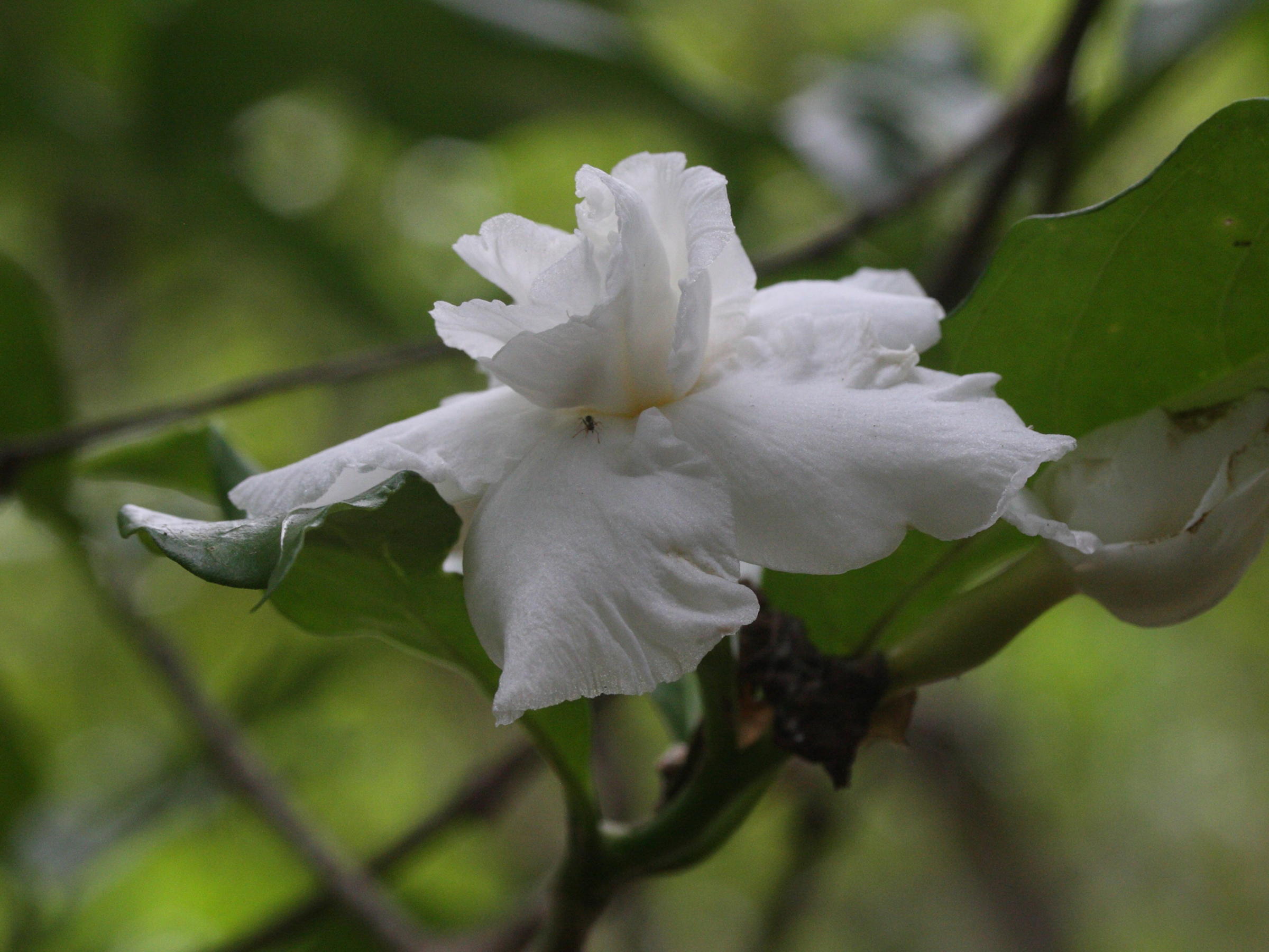 tabernaemontana_divaricata2md