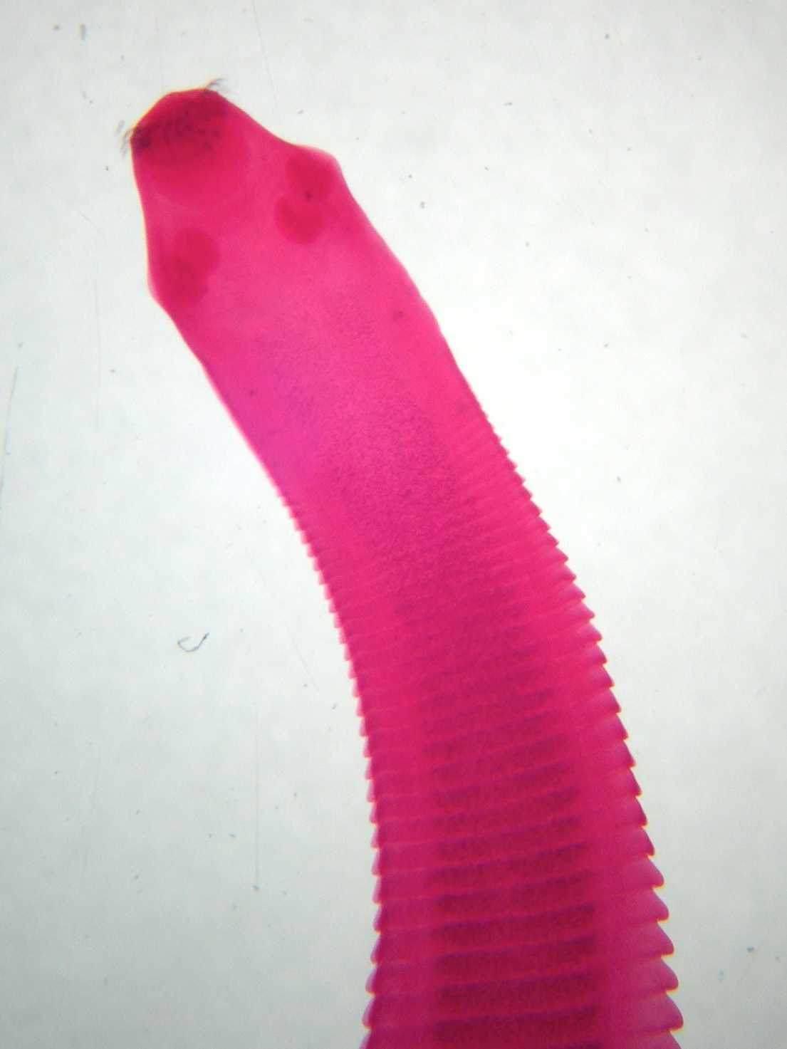 taenia_pisiformis1md