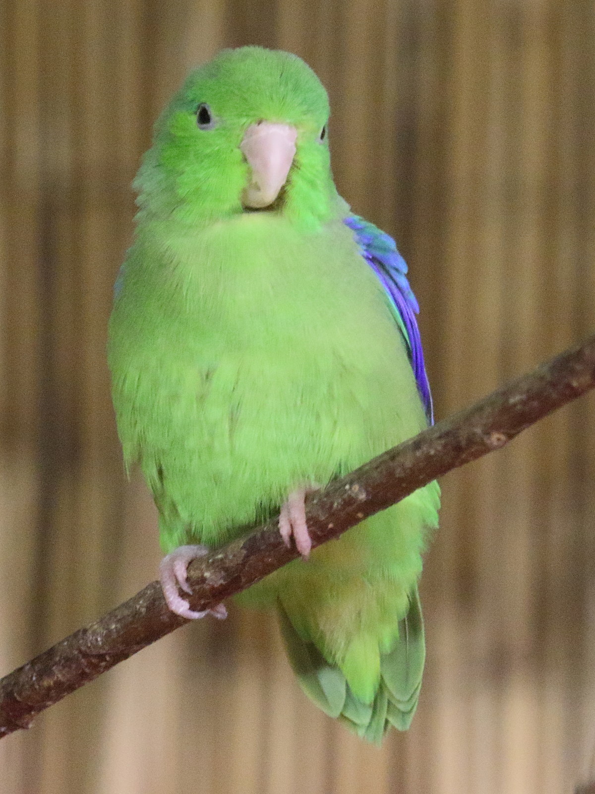 toui_celeste_-_forpus_coelestis2bd