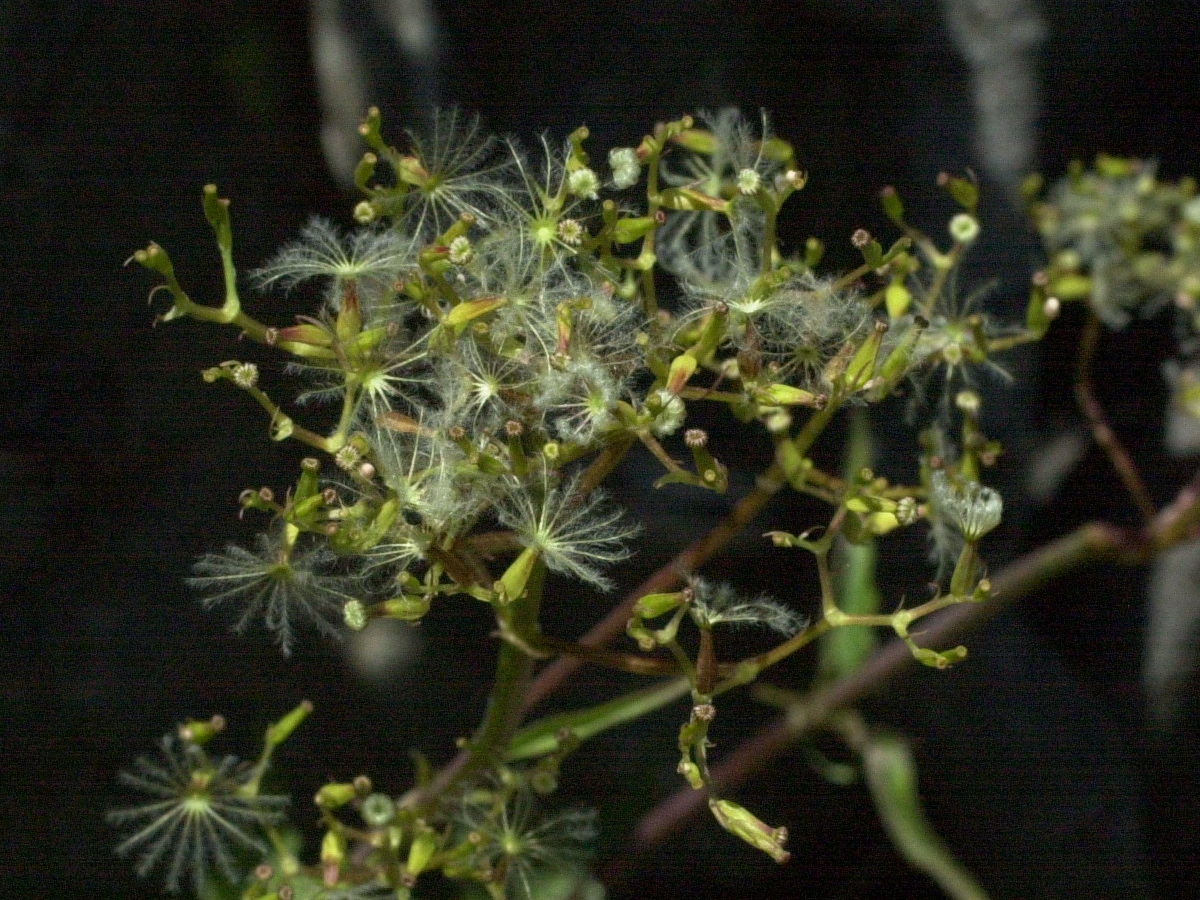 Afficher le média valeriana_montana3md valeriana_montana3md