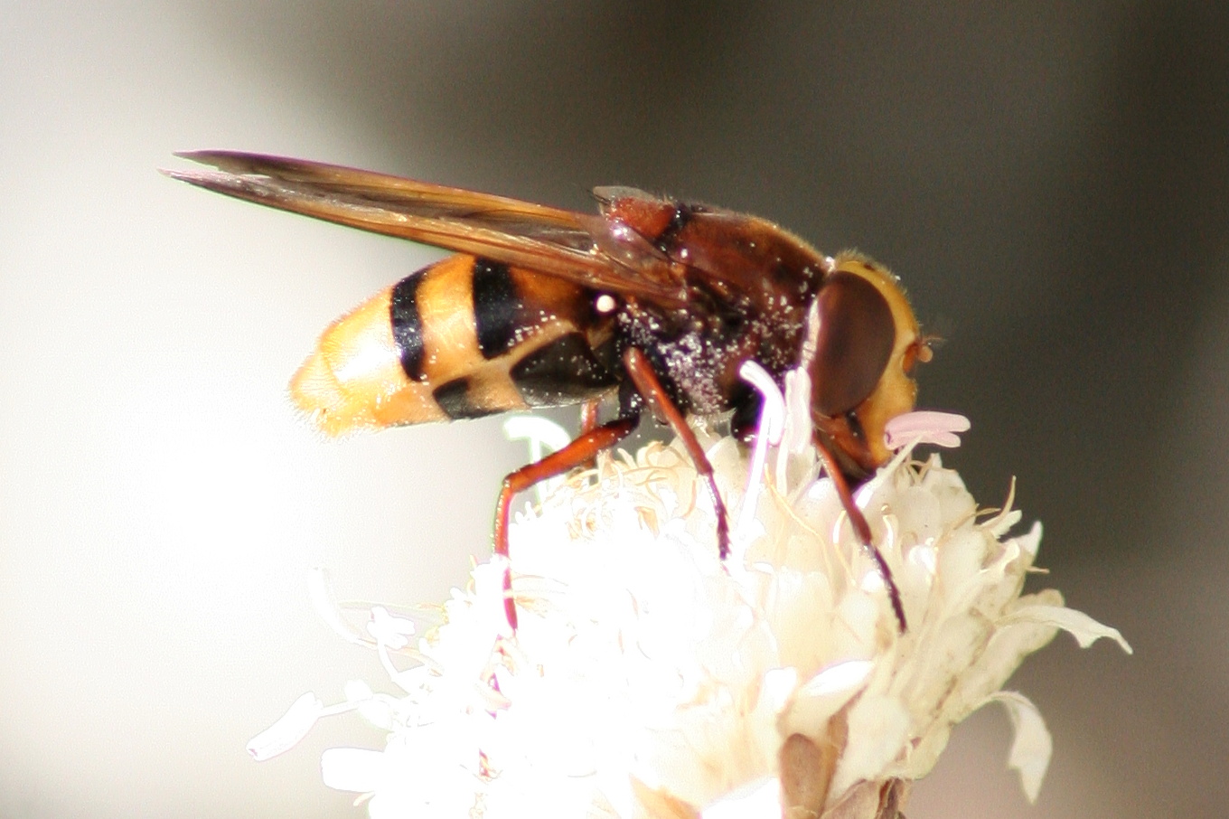 volucella_zonaria4bd