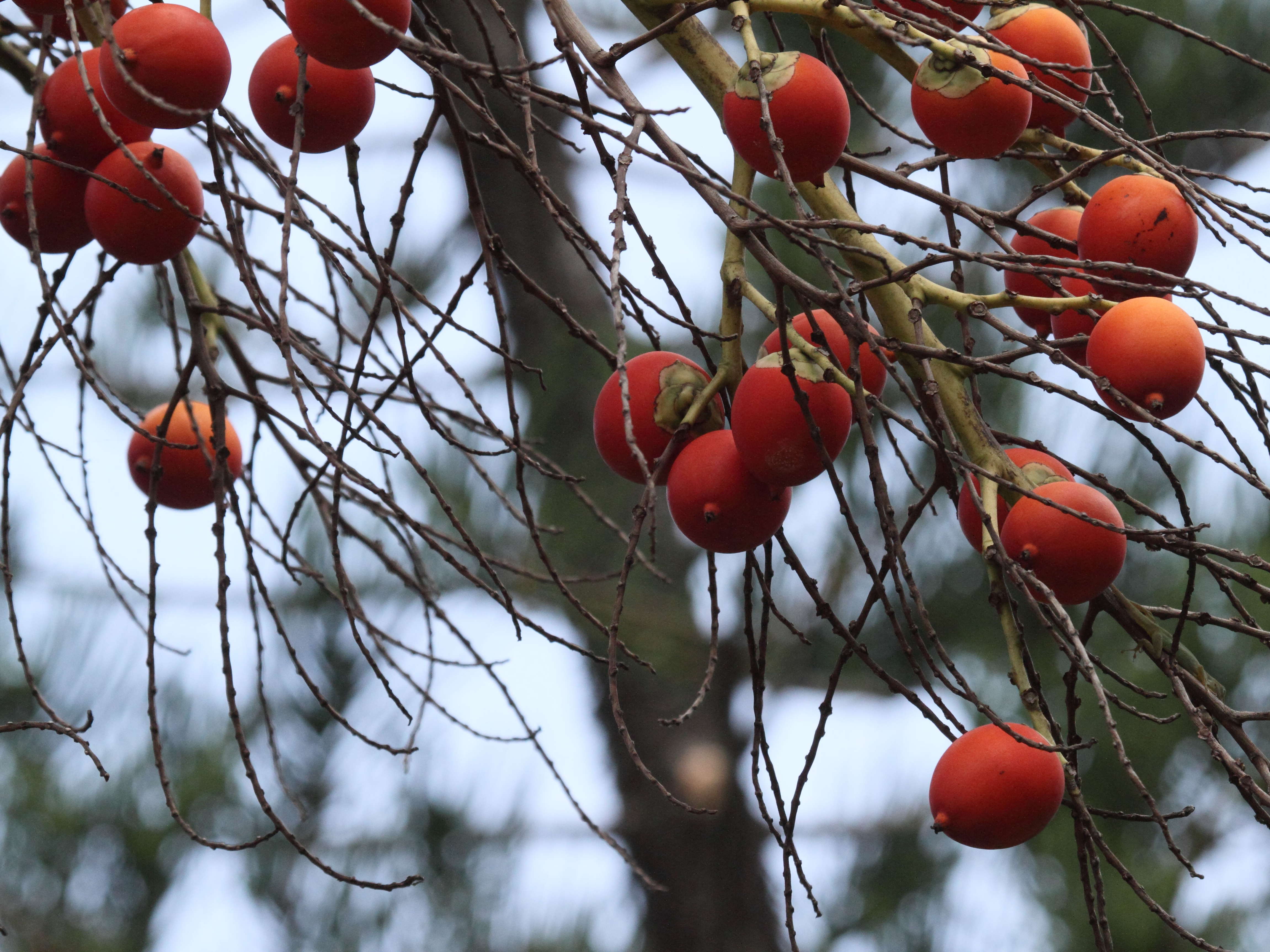 wodyetia_bifurcata1bd