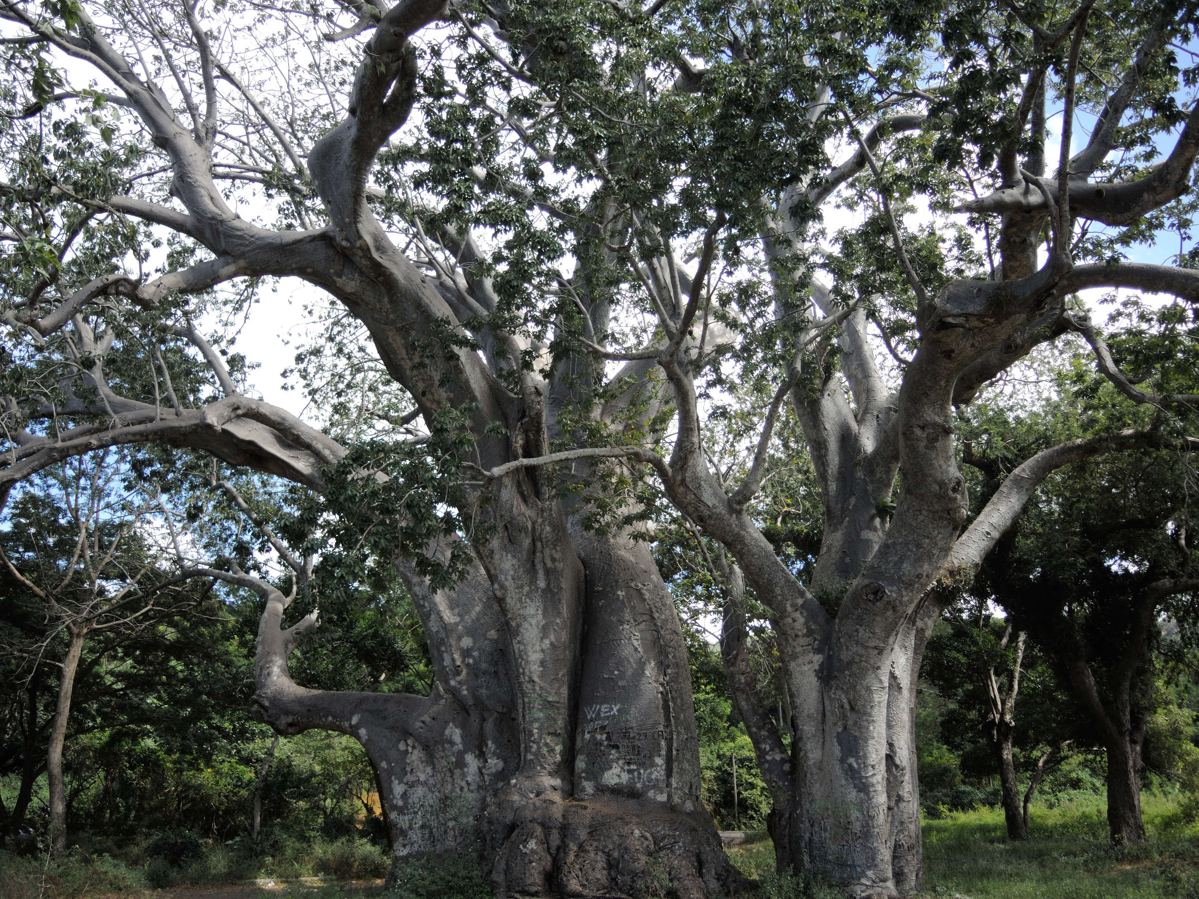 adansonia_digitata7md
