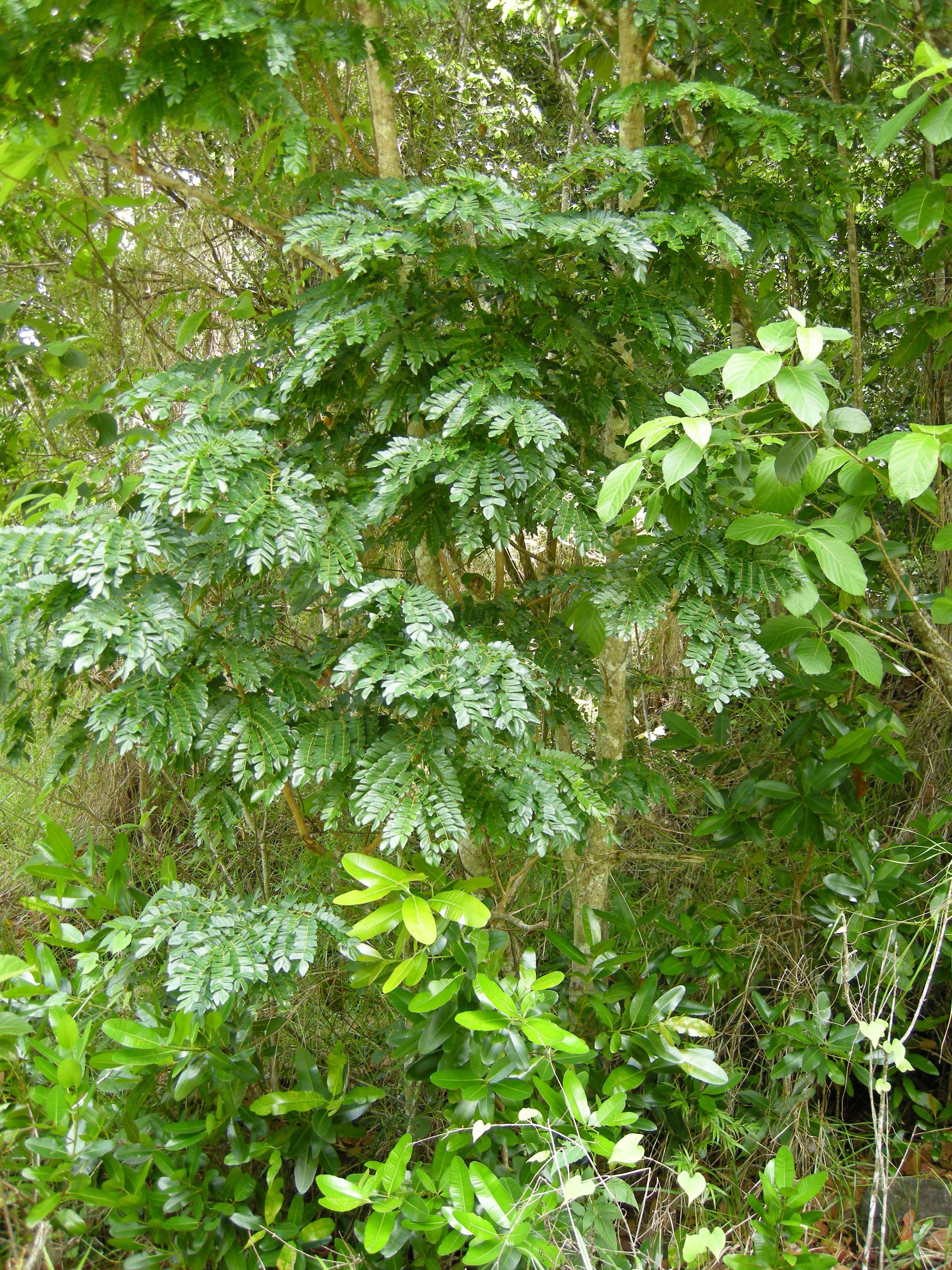 Afficher le média albizia_saman2md albizia_saman2md