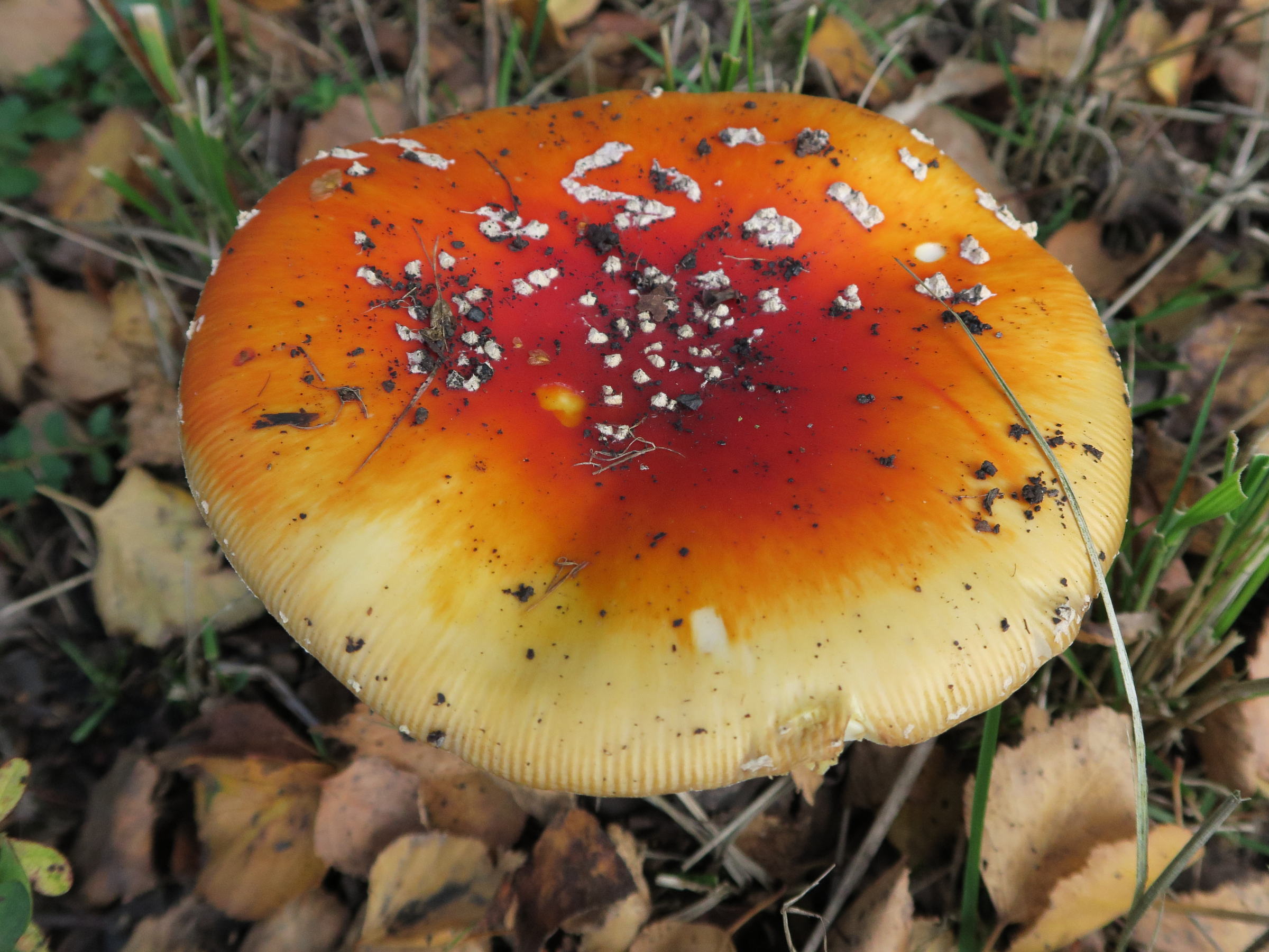 amanita_muscaria7md