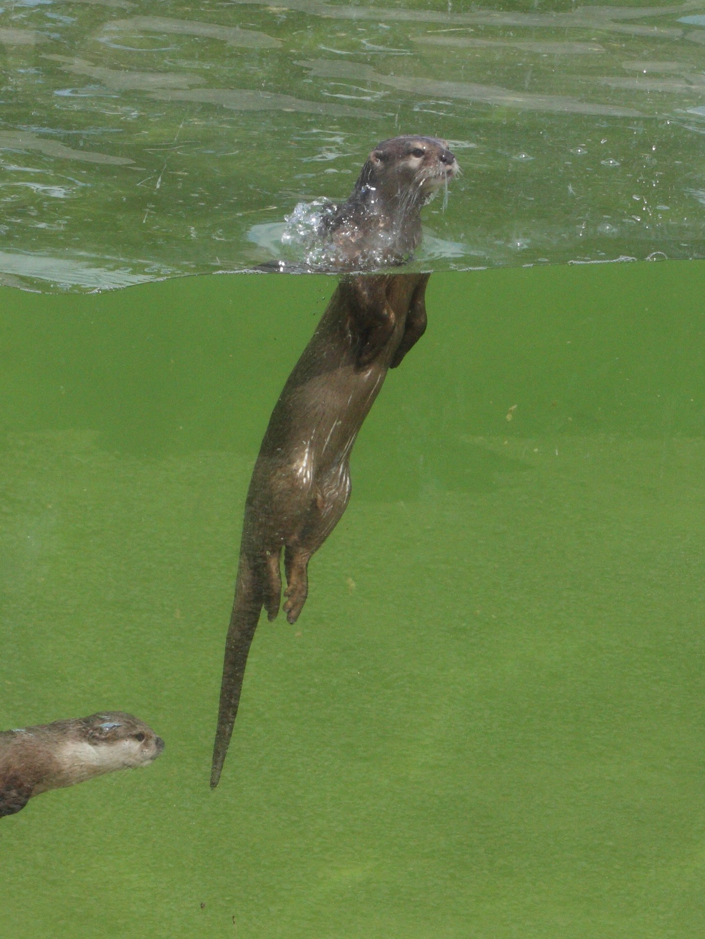 amblonyx_cinereus4bd