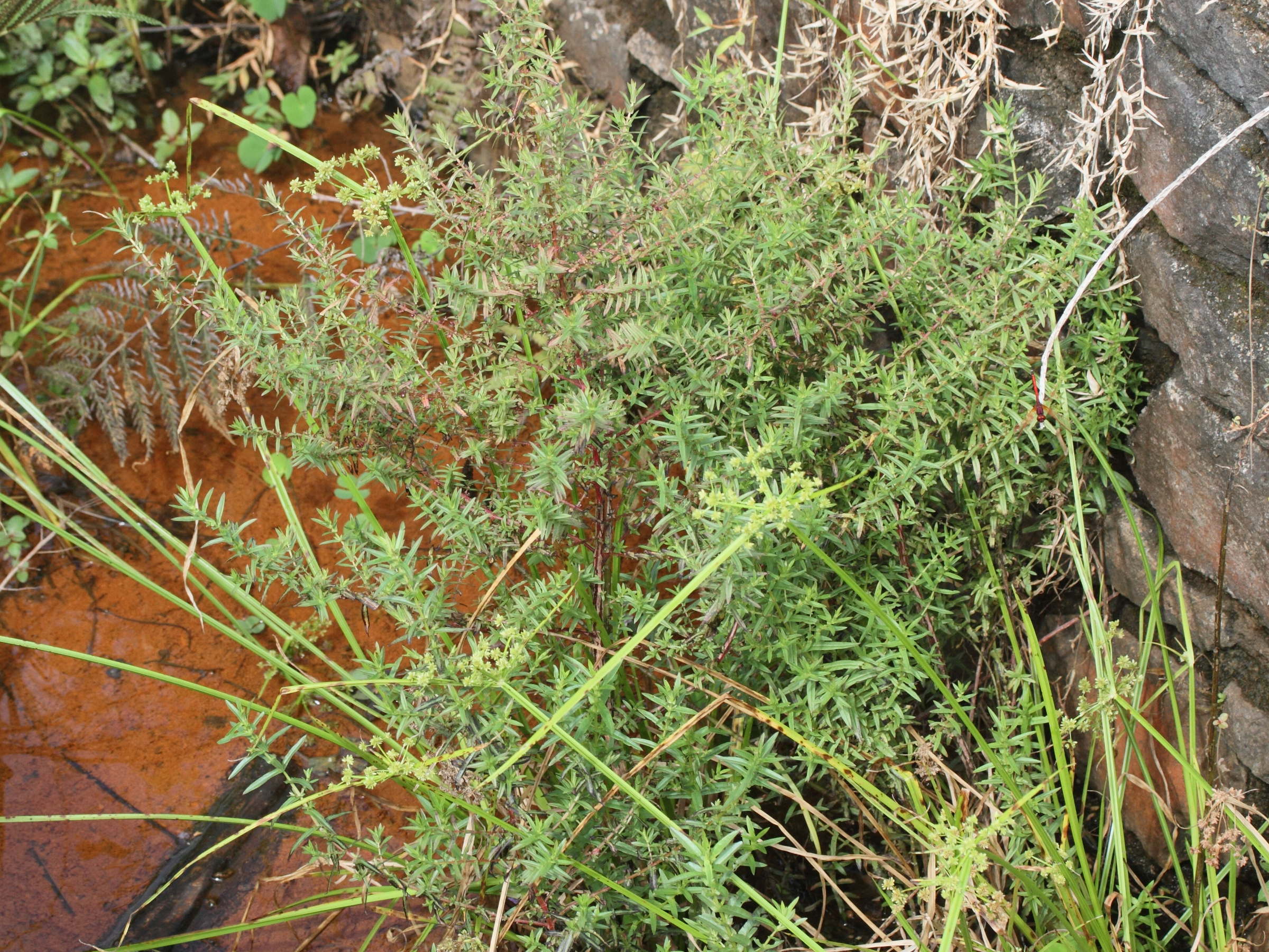 ammannia_multiflora1md