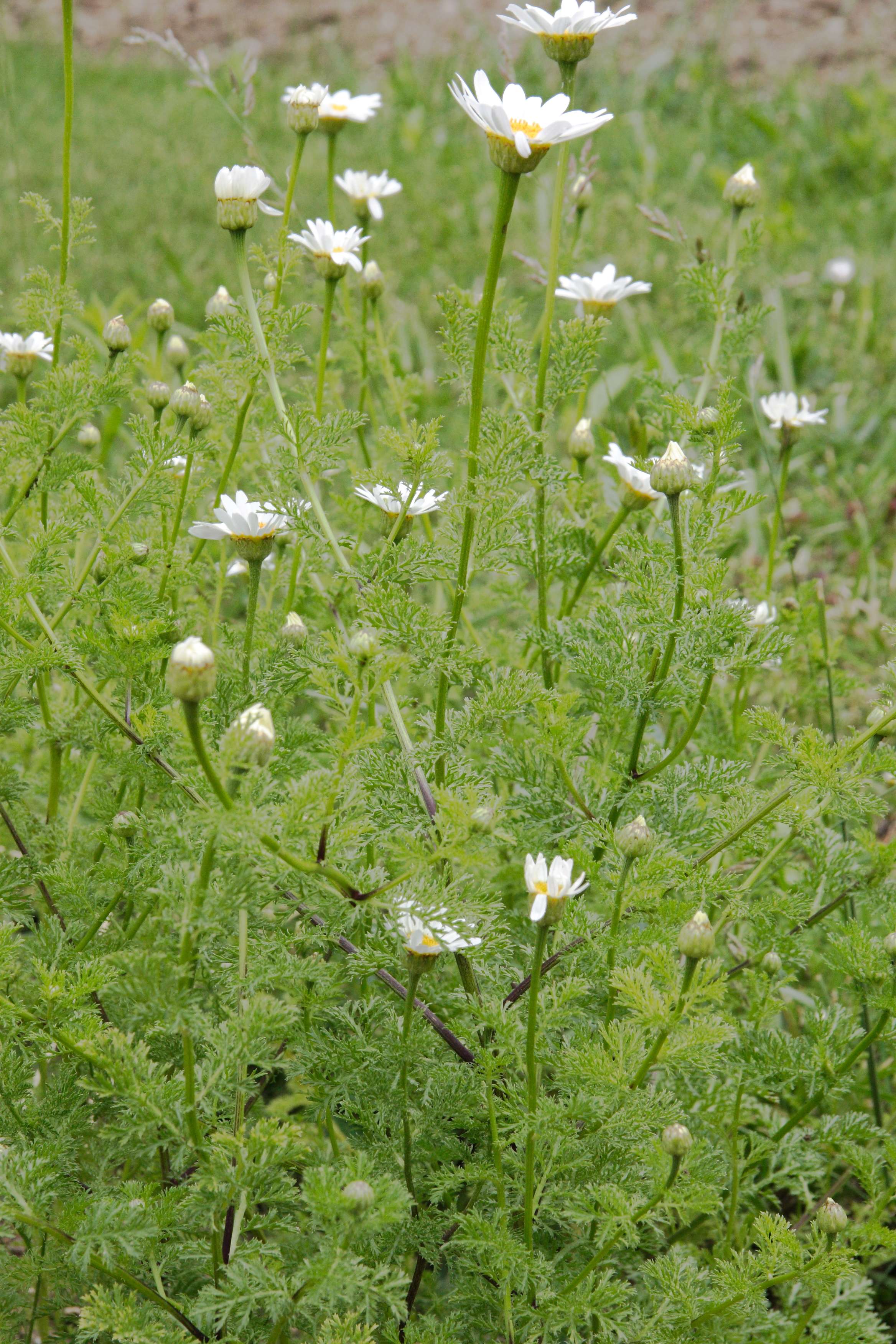 Afficher le média anacyclus_pyrethrum1md anacyclus_pyrethrum1md