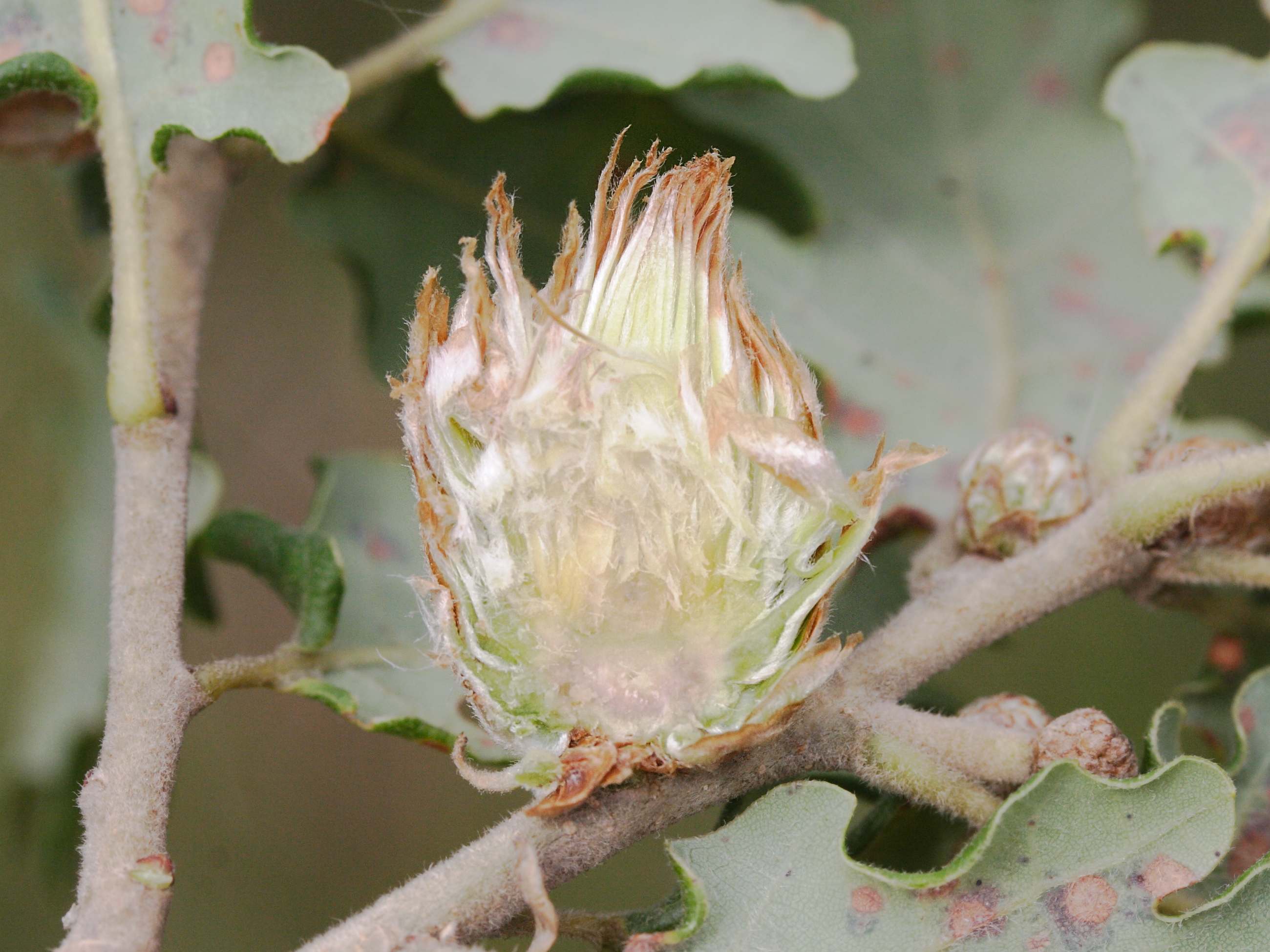 andricus_foecundatrix_galle3md